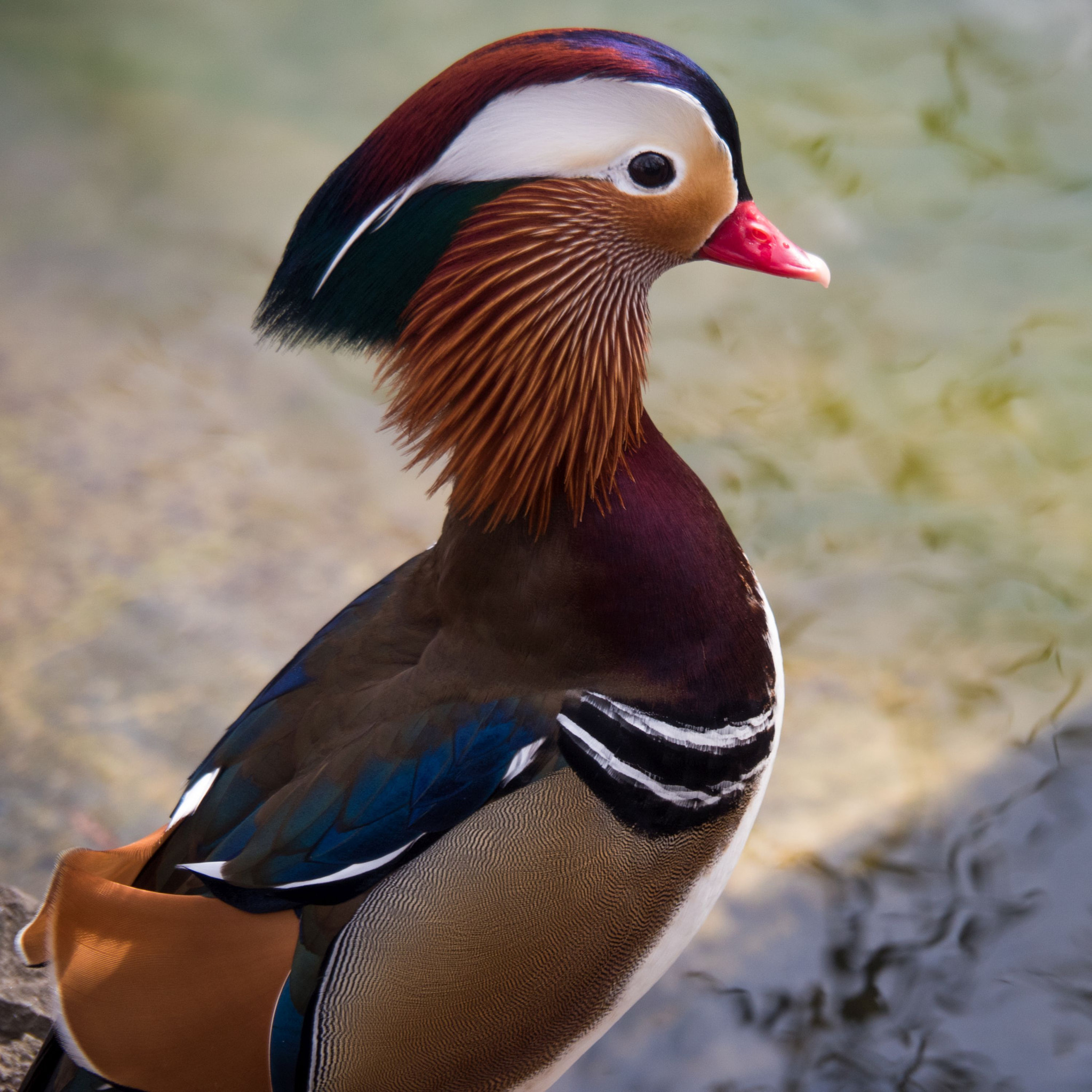 Olympus PEN E-PL7 sample photo. Mandarin-duck photography