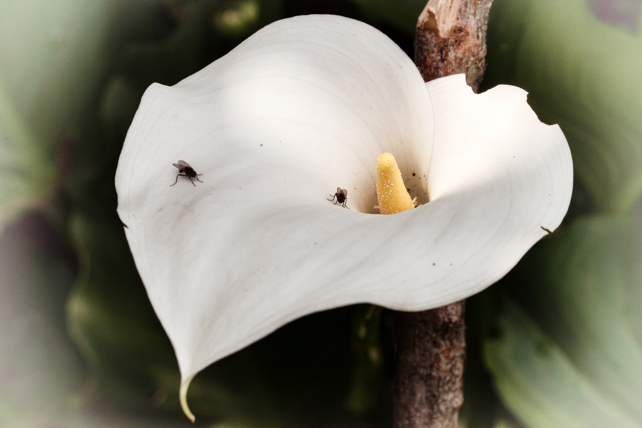 Nikon D800 sample photo. Two flies photography