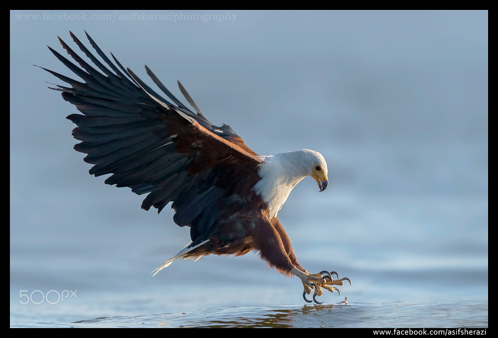 Nikon AF-S Nikkor 600mm F4E FL ED VR sample photo. Beauty of the nature photography