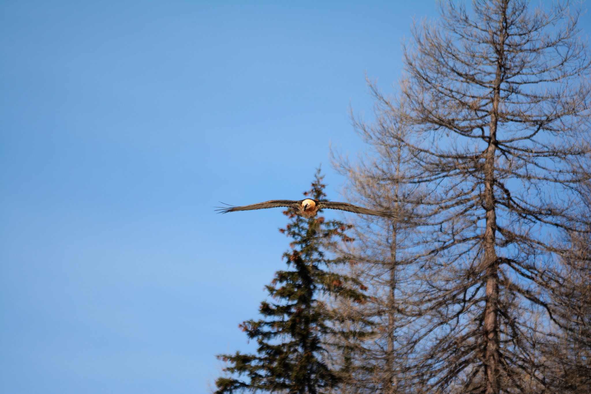 Sigma 150-500mm F5-6.3 DG OS HSM sample photo. Gypaète barbu (gypaetus barbatus) photography