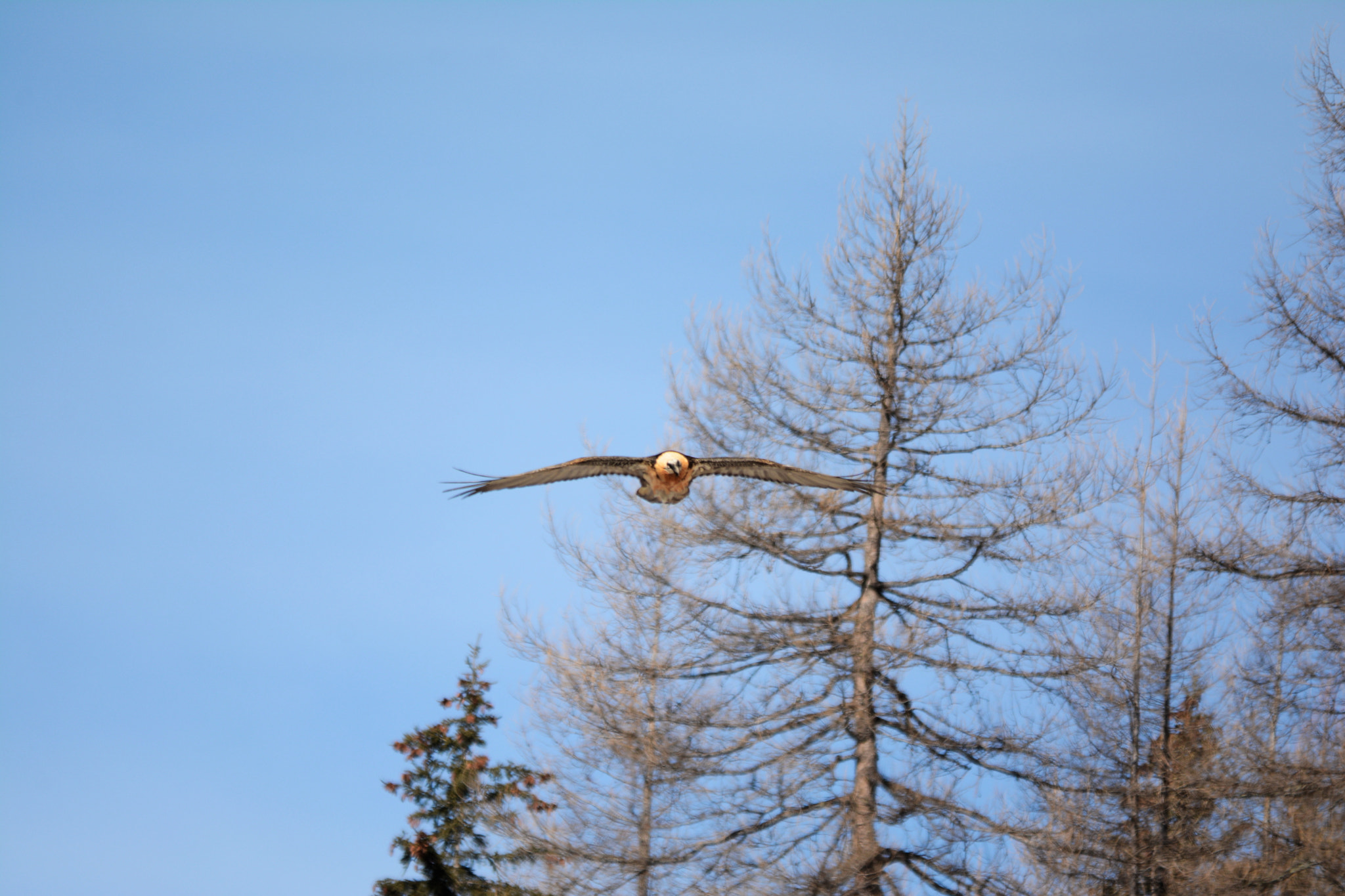 Sigma 150-500mm F5-6.3 DG OS HSM sample photo. Gypaète barbu (gypaetus barbatus) photography