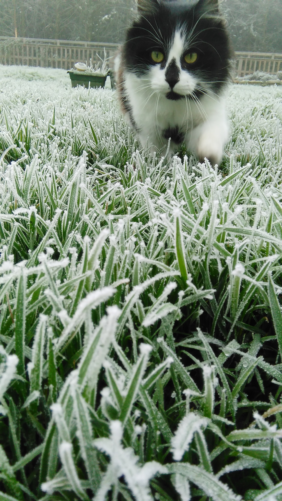 HUAWEI G620S-L01 sample photo. The cat of winter photography