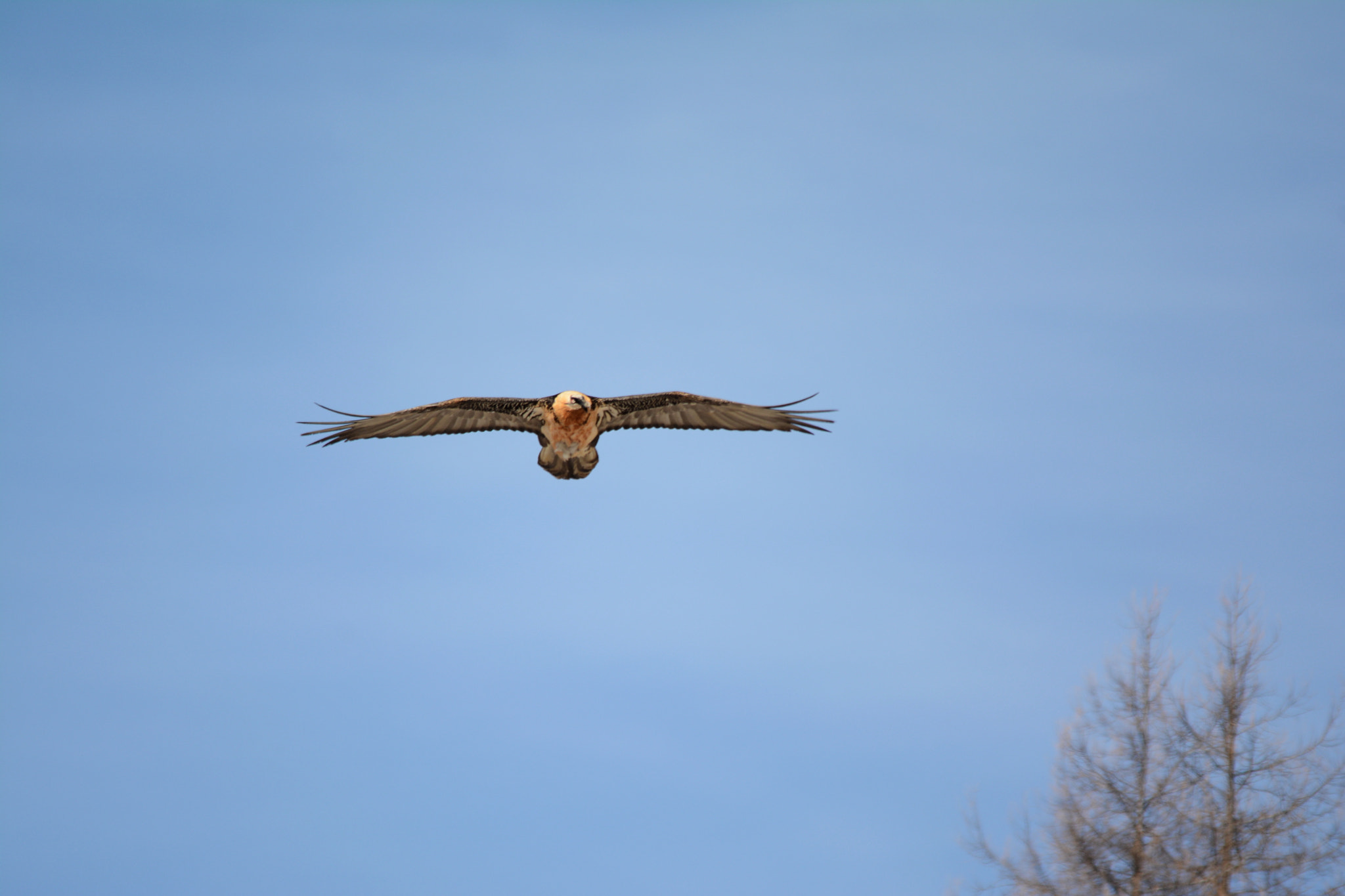 Sigma 150-500mm F5-6.3 DG OS HSM sample photo. Gypaète barbu (gypaetus barbatus) photography