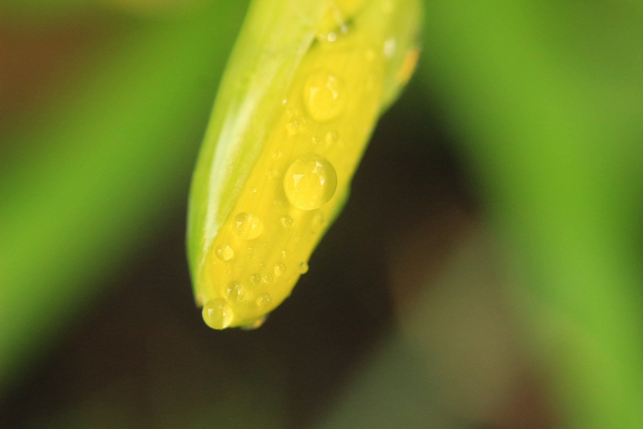 Canon EF 35-80mm f/4-5.6 sample photo. Yellow drops photography