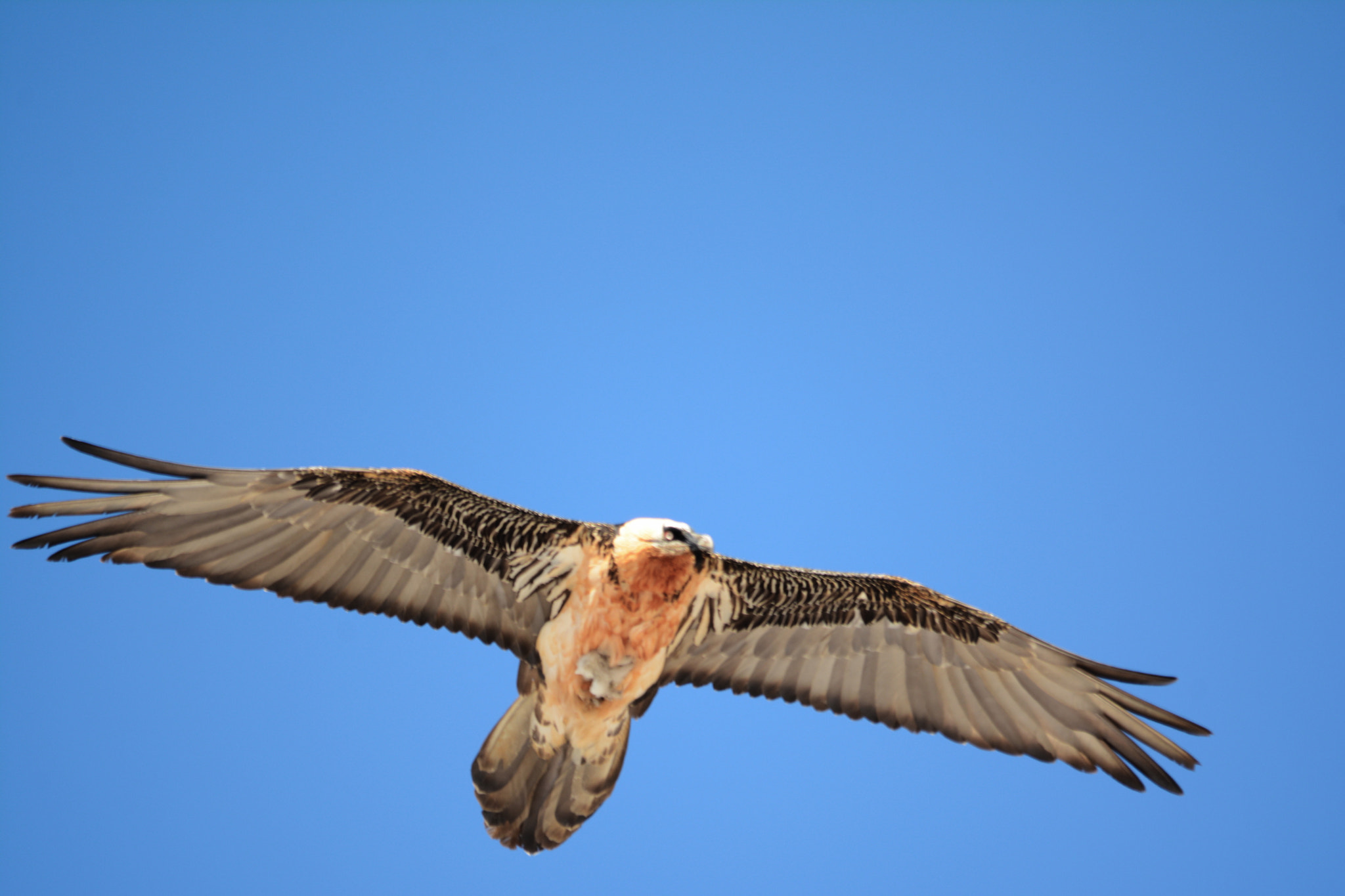 Sigma 150-500mm F5-6.3 DG OS HSM sample photo. Gypaète barbu (gypaetus barbatus) photography