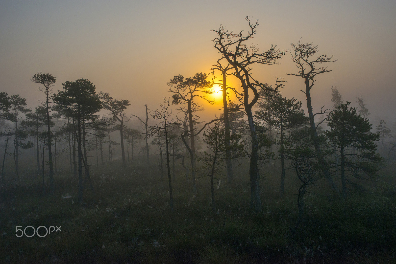 Nikon D800 + Nikon AF-S Nikkor 28-70mm F2.8 ED-IF sample photo. Morning mist photography