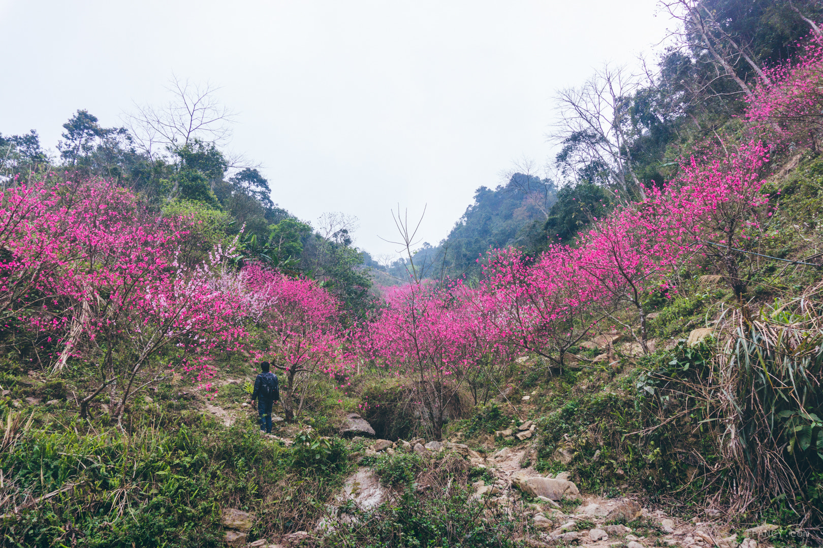 Sony Alpha NEX-7 + Sony E 16-50mm F3.5-5.6 PZ OSS sample photo. Spring photography