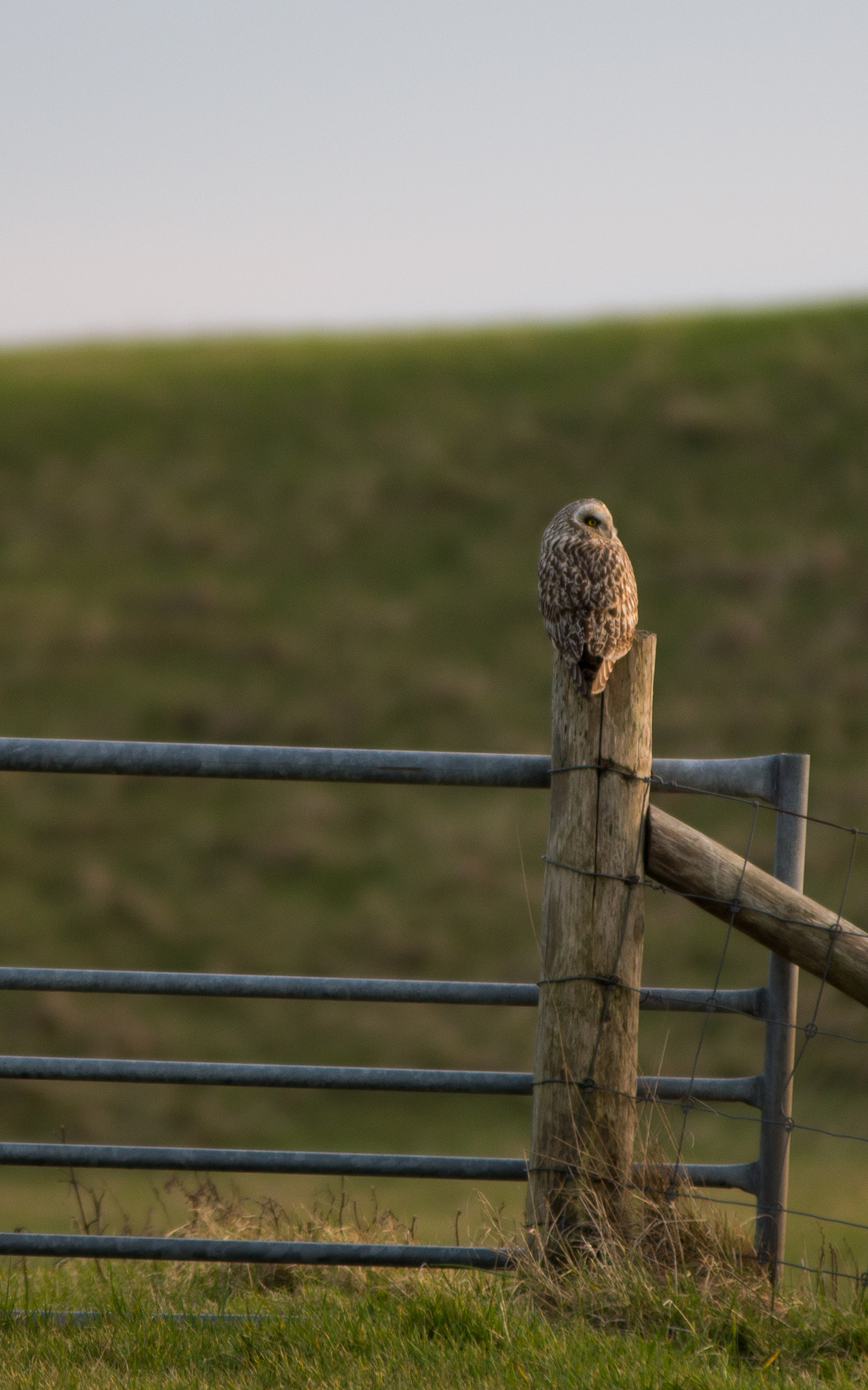 Nikon D3200 sample photo. Velduil photography