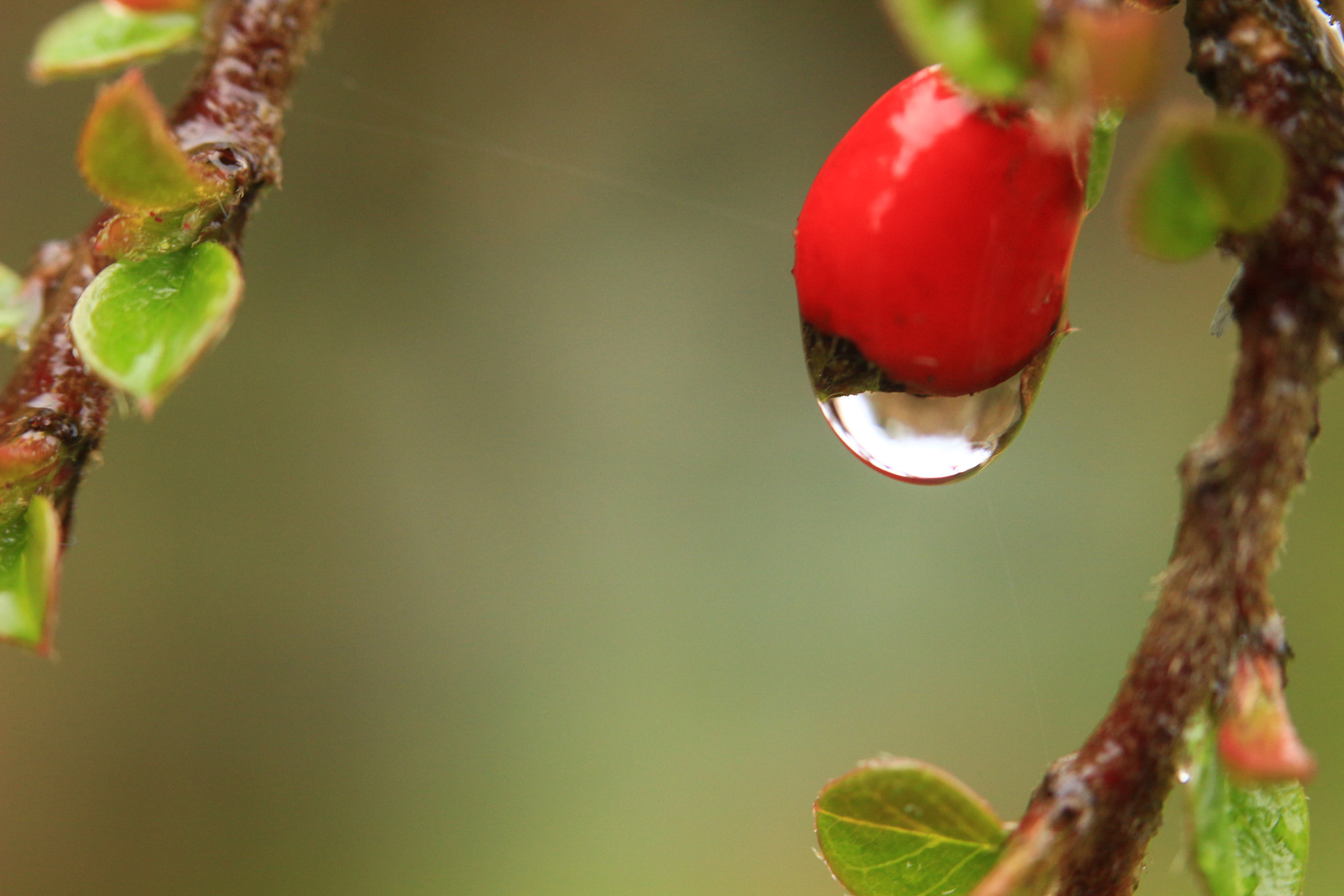 Canon EF 35-80mm f/4-5.6 sample photo. Red drop photography