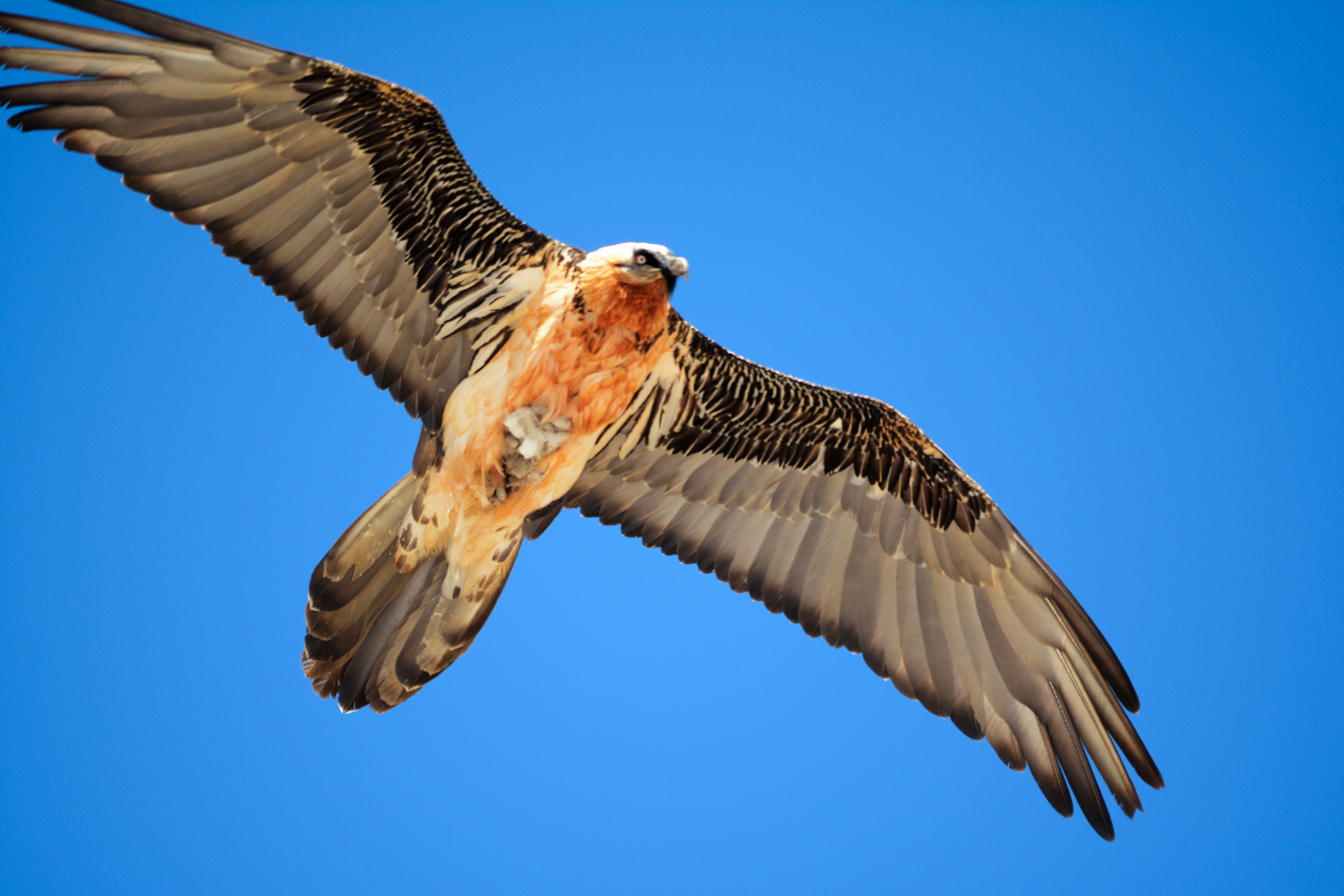 Sigma 150-500mm F5-6.3 DG OS HSM sample photo. Gypaète barbu (gypaetus barbatus) photography