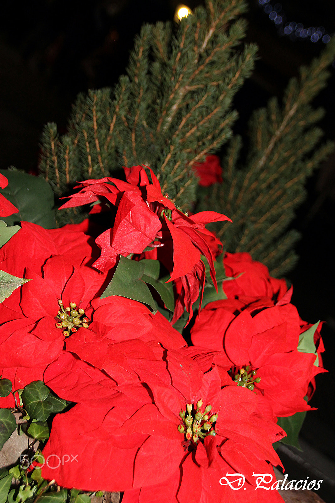 Canon EOS 1100D (EOS Rebel T3 / EOS Kiss X50) sample photo. Flowers on christmas photography