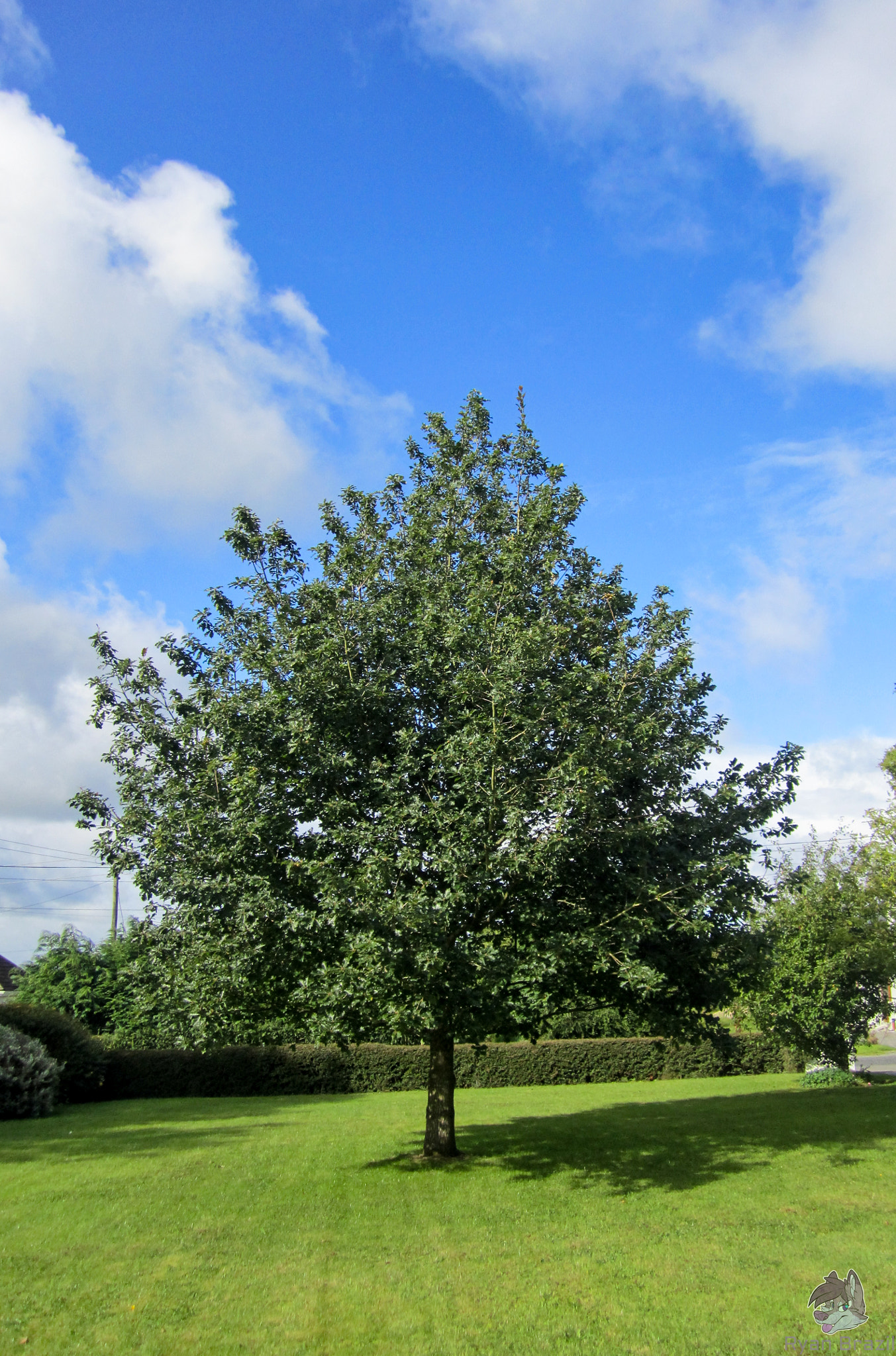 Canon PowerShot SD1400 IS (IXUS 130 / IXY 400F) sample photo. Big trees and blue skies. photography