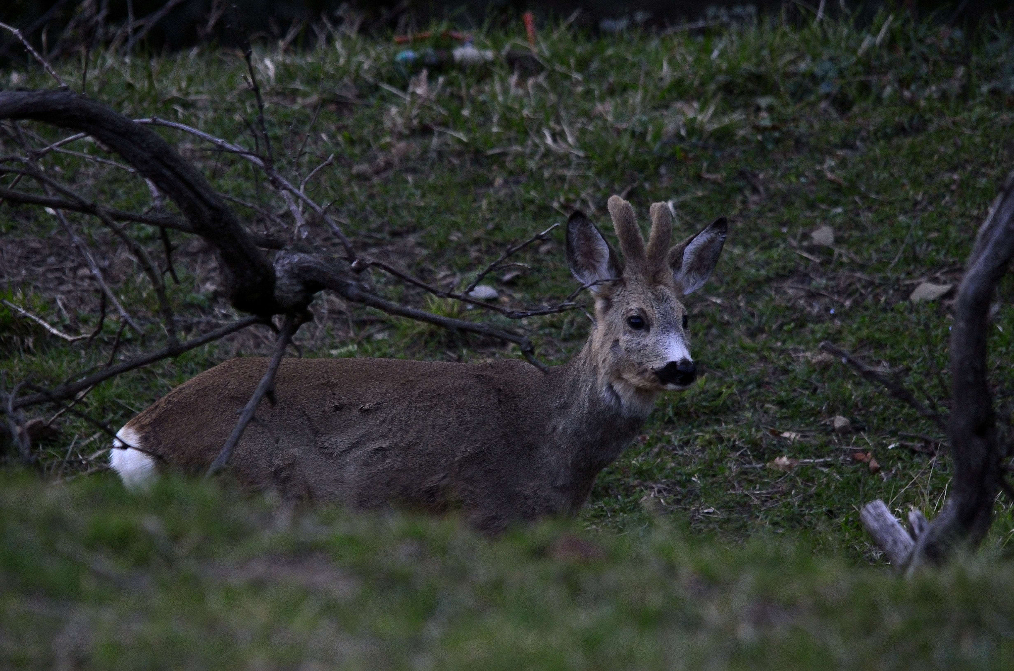 Nikon D7000 + Sigma 150-500mm F5-6.3 DG OS HSM sample photo. Deeer at dawn photography