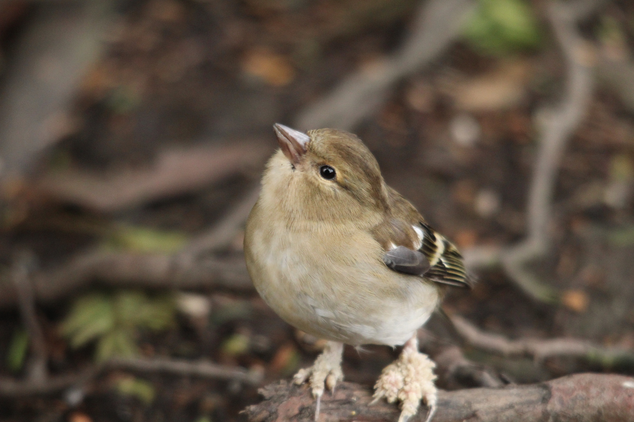 Sigma 150-500mm F5-6.3 DG OS HSM sample photo. Img photography