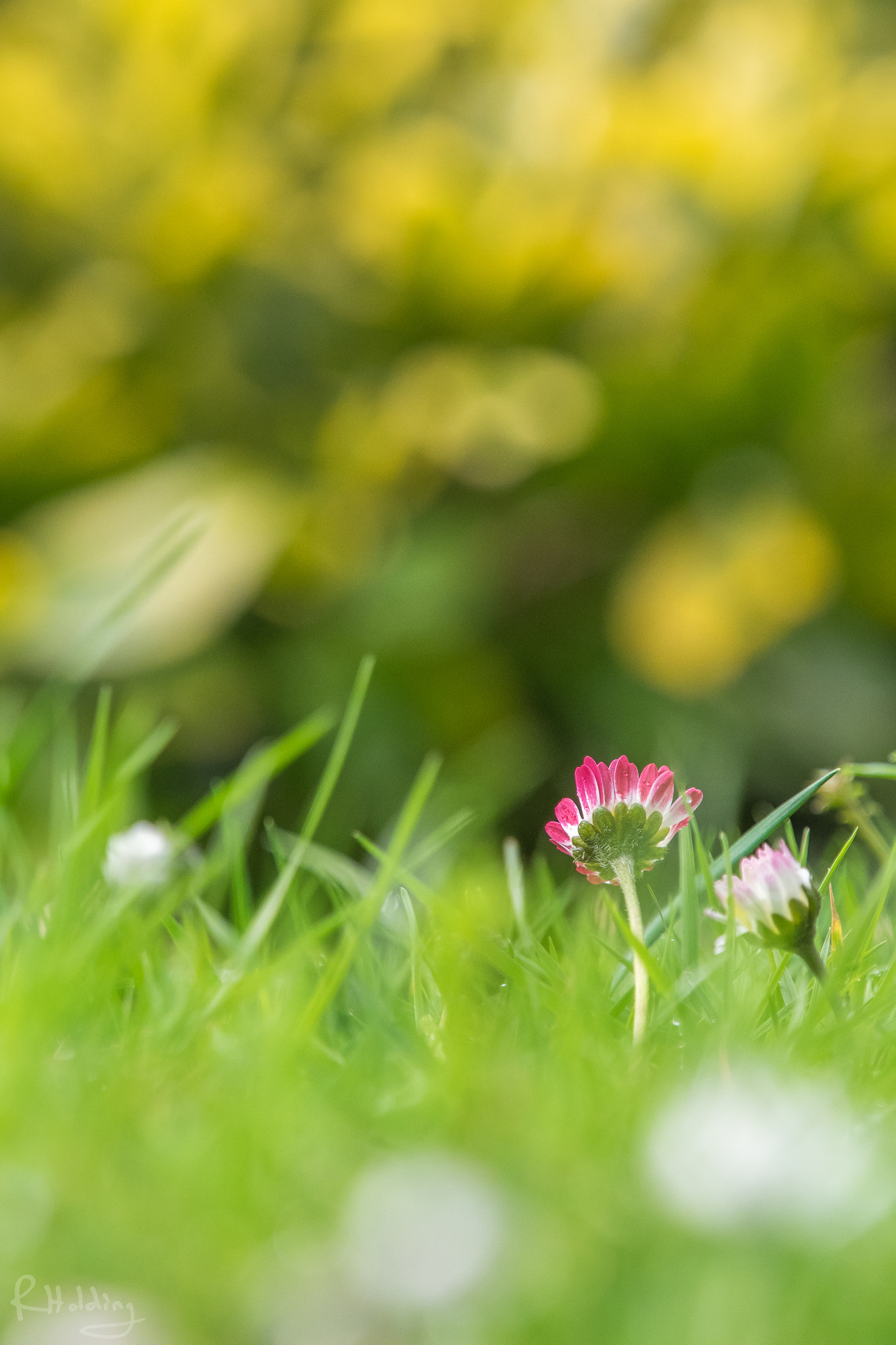 Olympus OM-D E-M1 + Olympus M.Zuiko Digital ED 40-150mm F2.8 Pro sample photo. Pink daisy photography