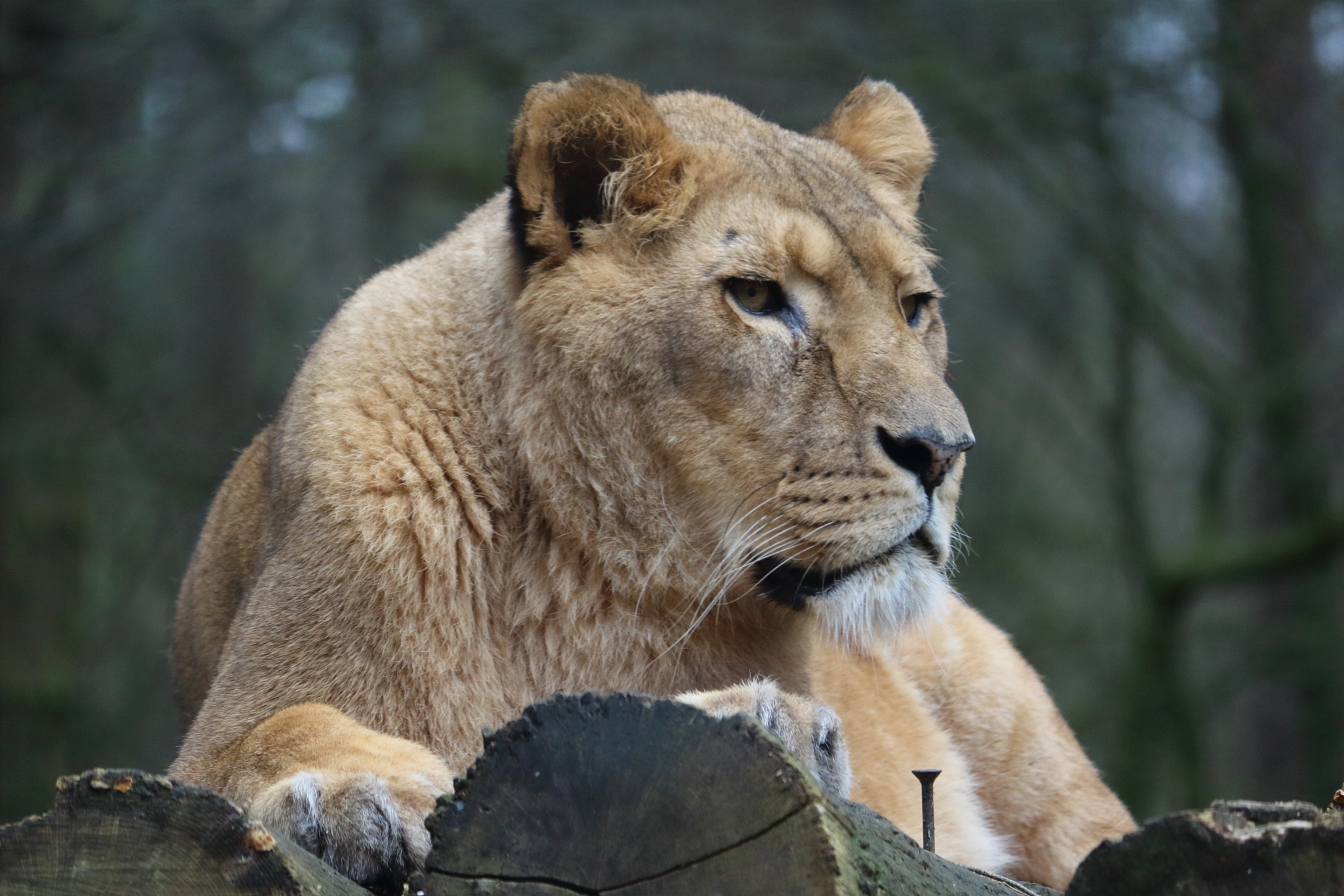 Canon EF-S 55-250mm F4-5.6 IS STM sample photo. Lion in the zoo photography