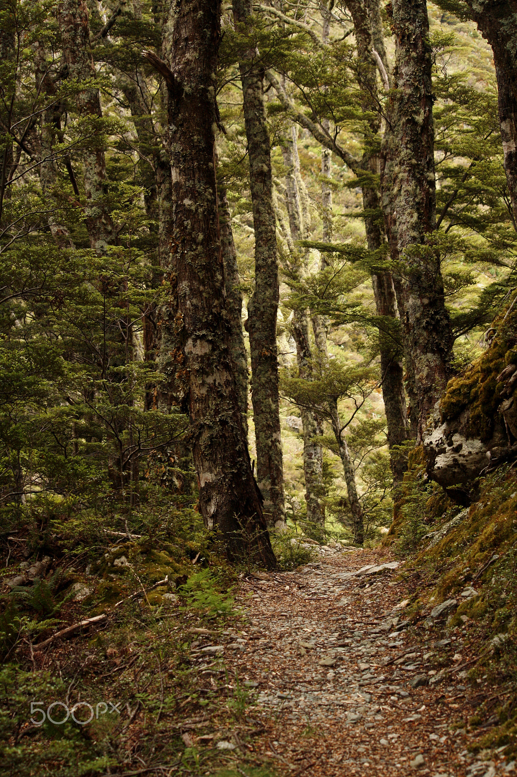 Canon EF-S 55-250mm F4-5.6 IS sample photo. The magic forest photography