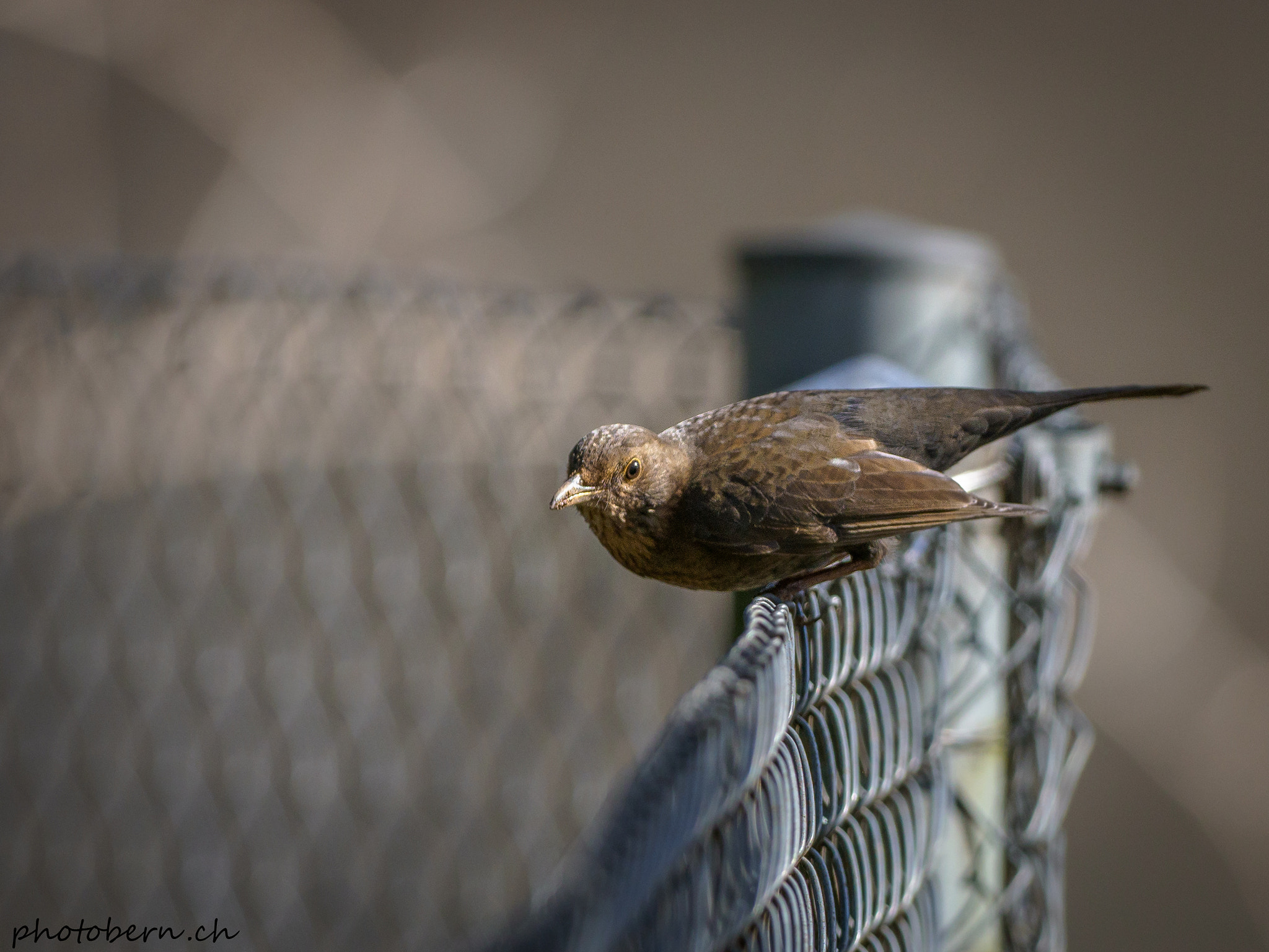 OLYMPUS M.300mm F4.0 sample photo. Auf dem zaun photography