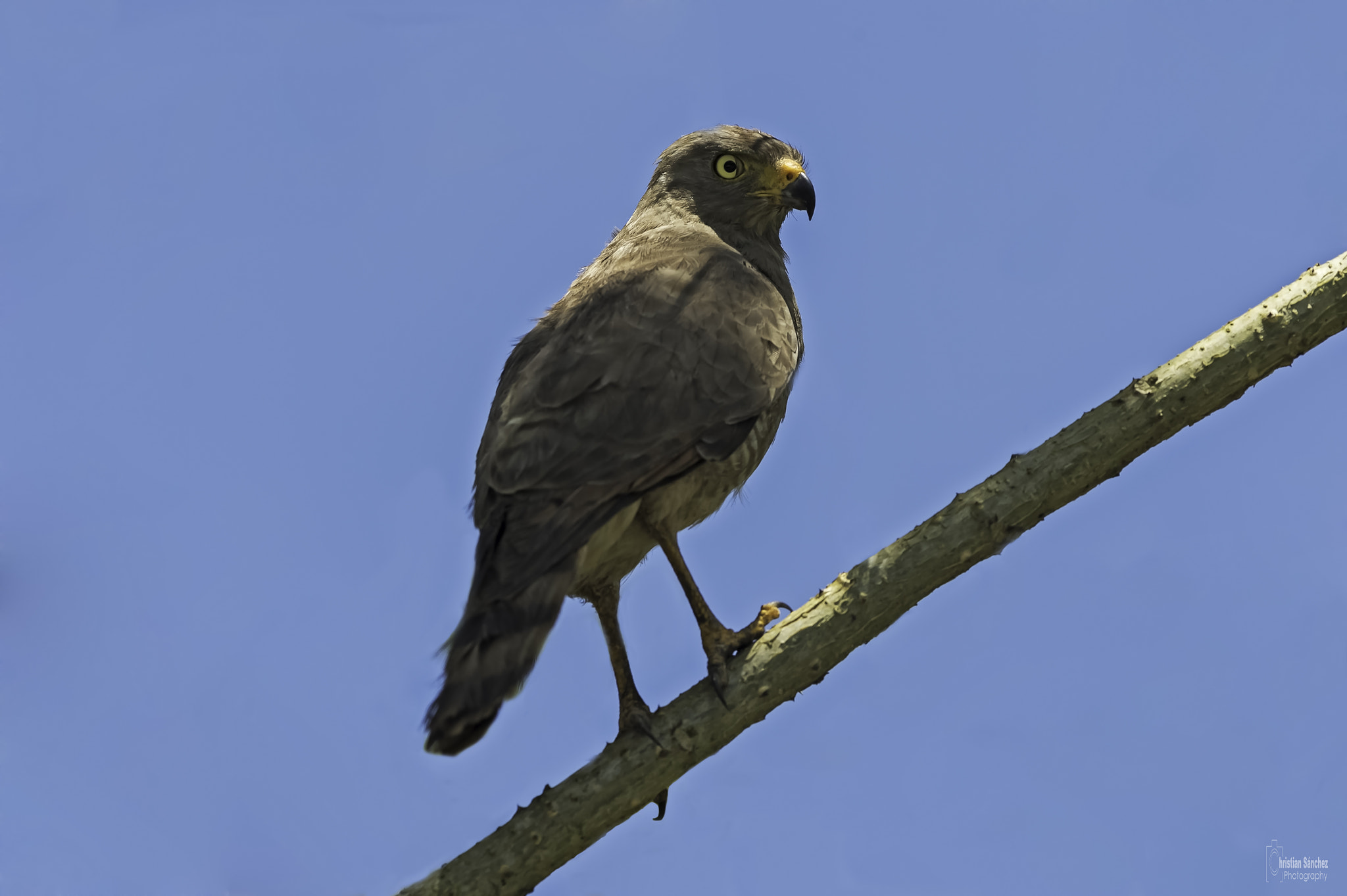 Nikon AF-S Nikkor 300mm F2.8G ED VR II sample photo. Roadside hawk photography