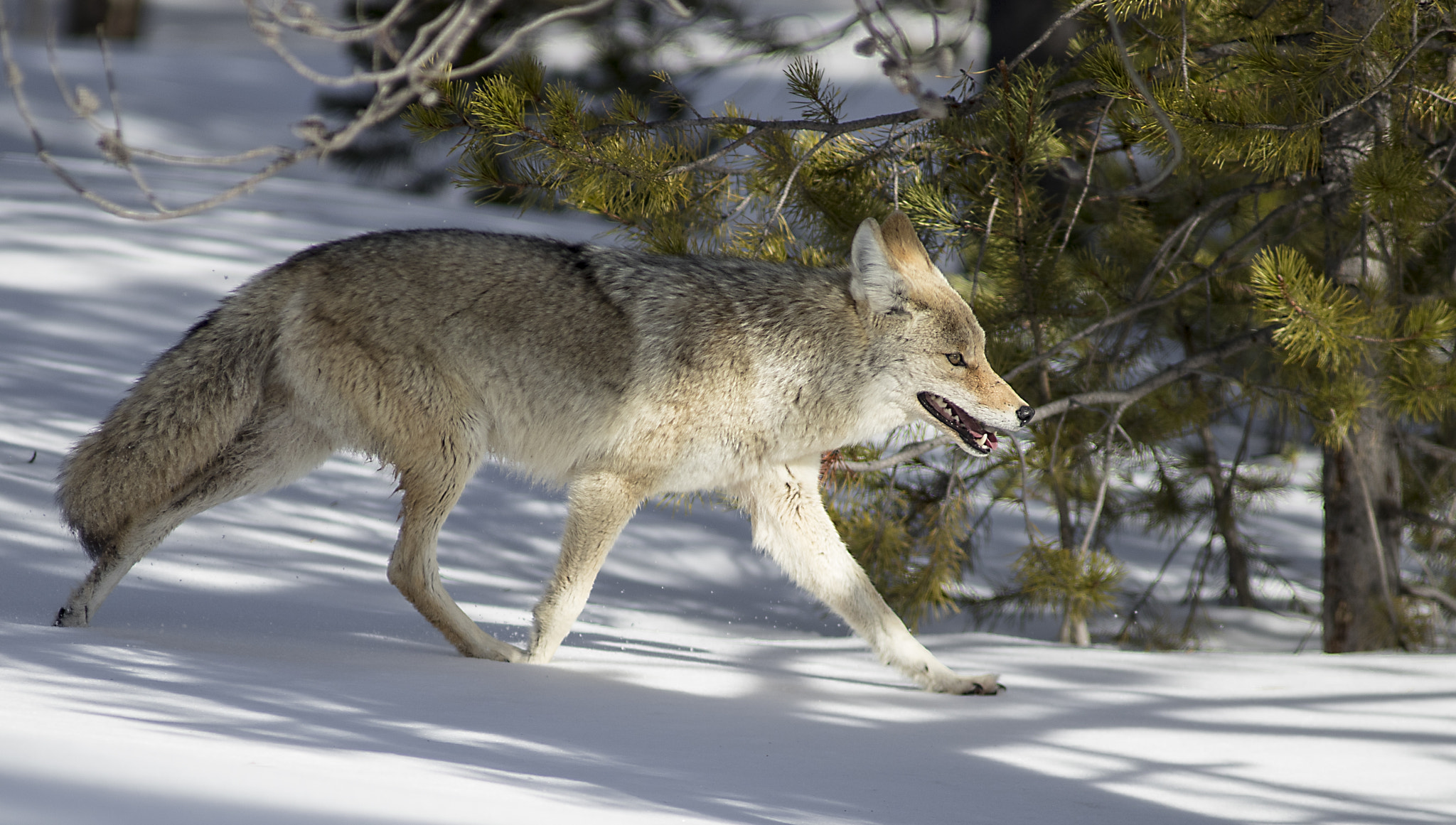 Canon EF 200mm F2.8L II USM sample photo. Coyote in the lamar valley photography