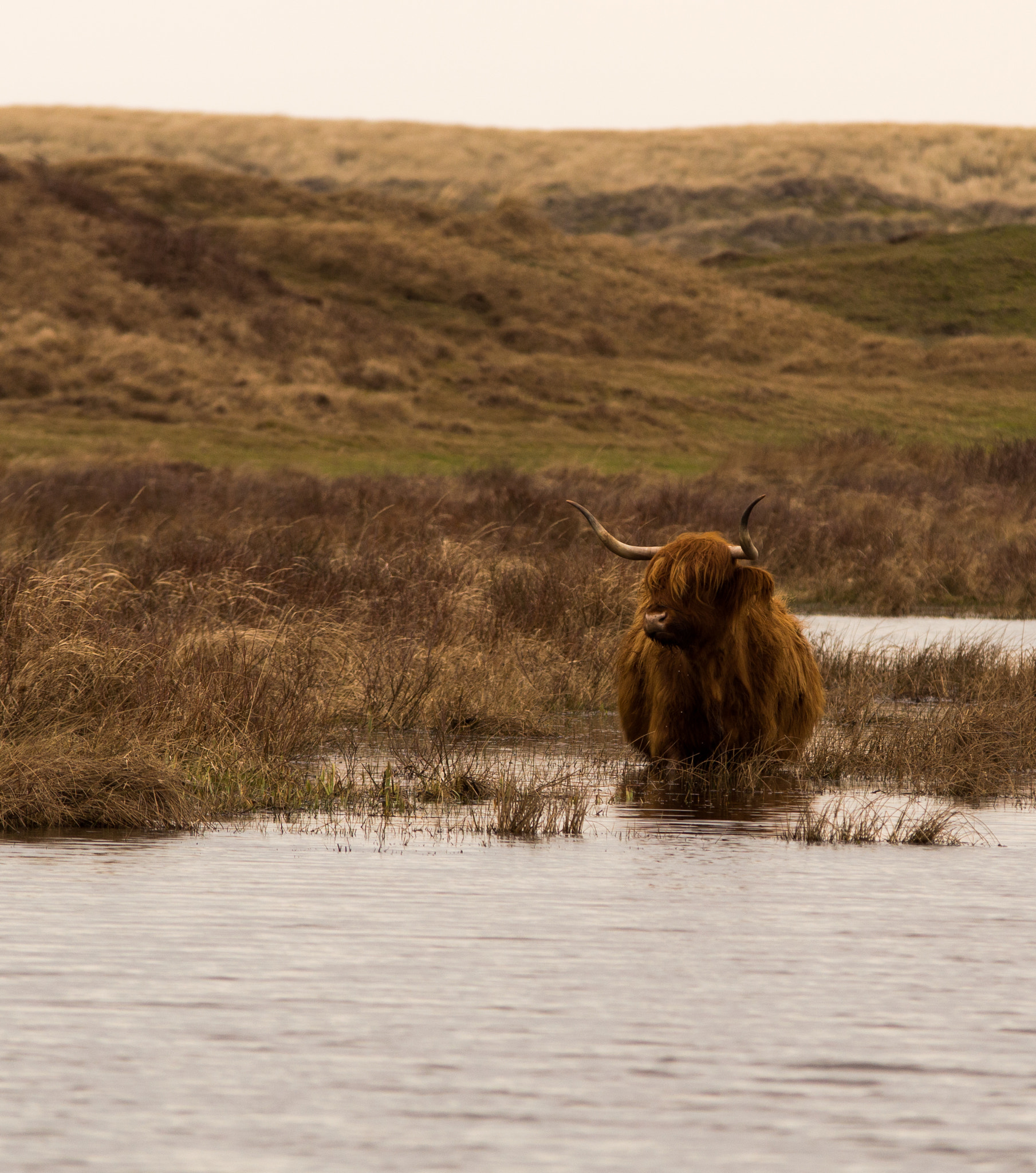 Nikon D3200 sample photo. Schotse hooglander photography