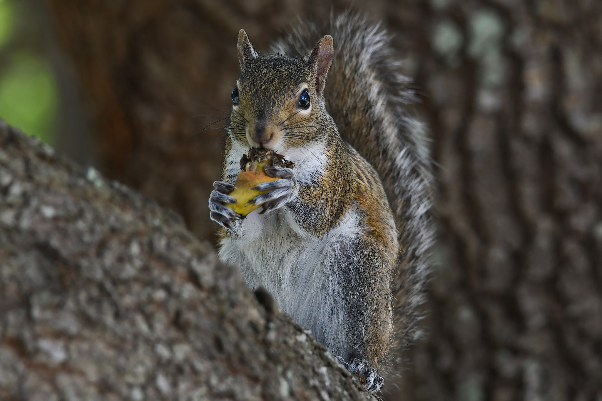 Nikon D500 + Sigma 50mm F2.8 EX DG Macro sample photo. Squirrel 02 photography