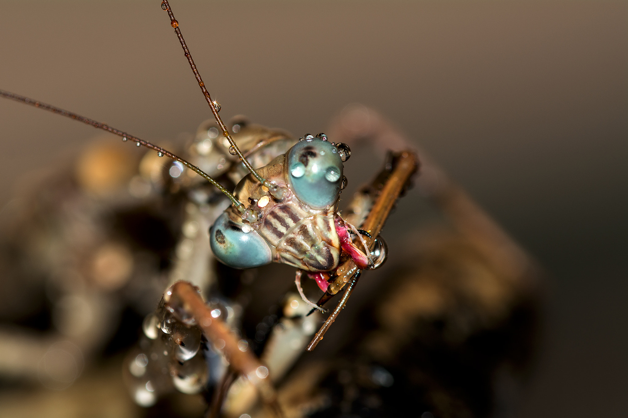 Sigma 105mm F2.8 EX DG OS HSM sample photo. Dsc photography