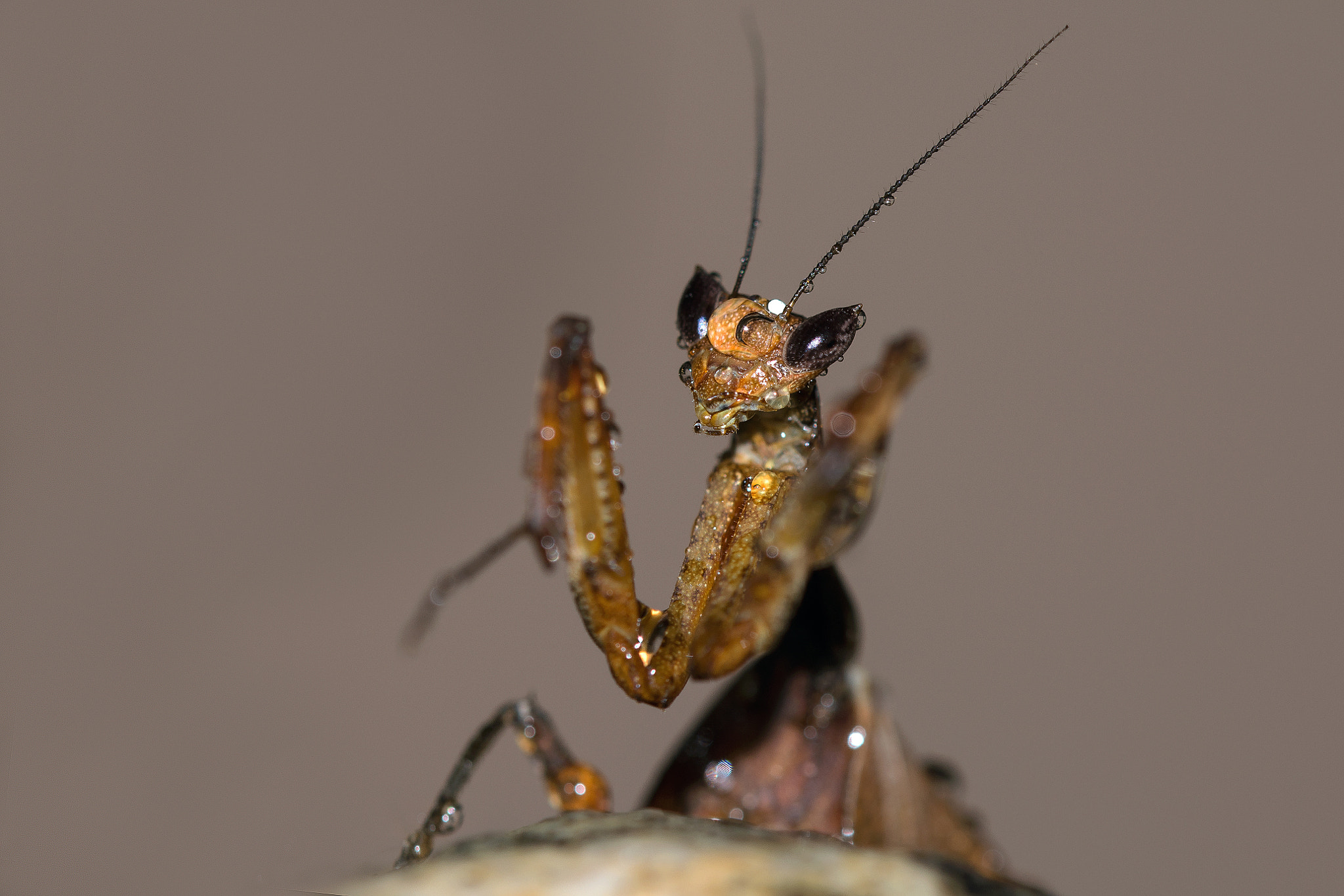 Sigma 105mm F2.8 EX DG OS HSM sample photo. Dsc photography