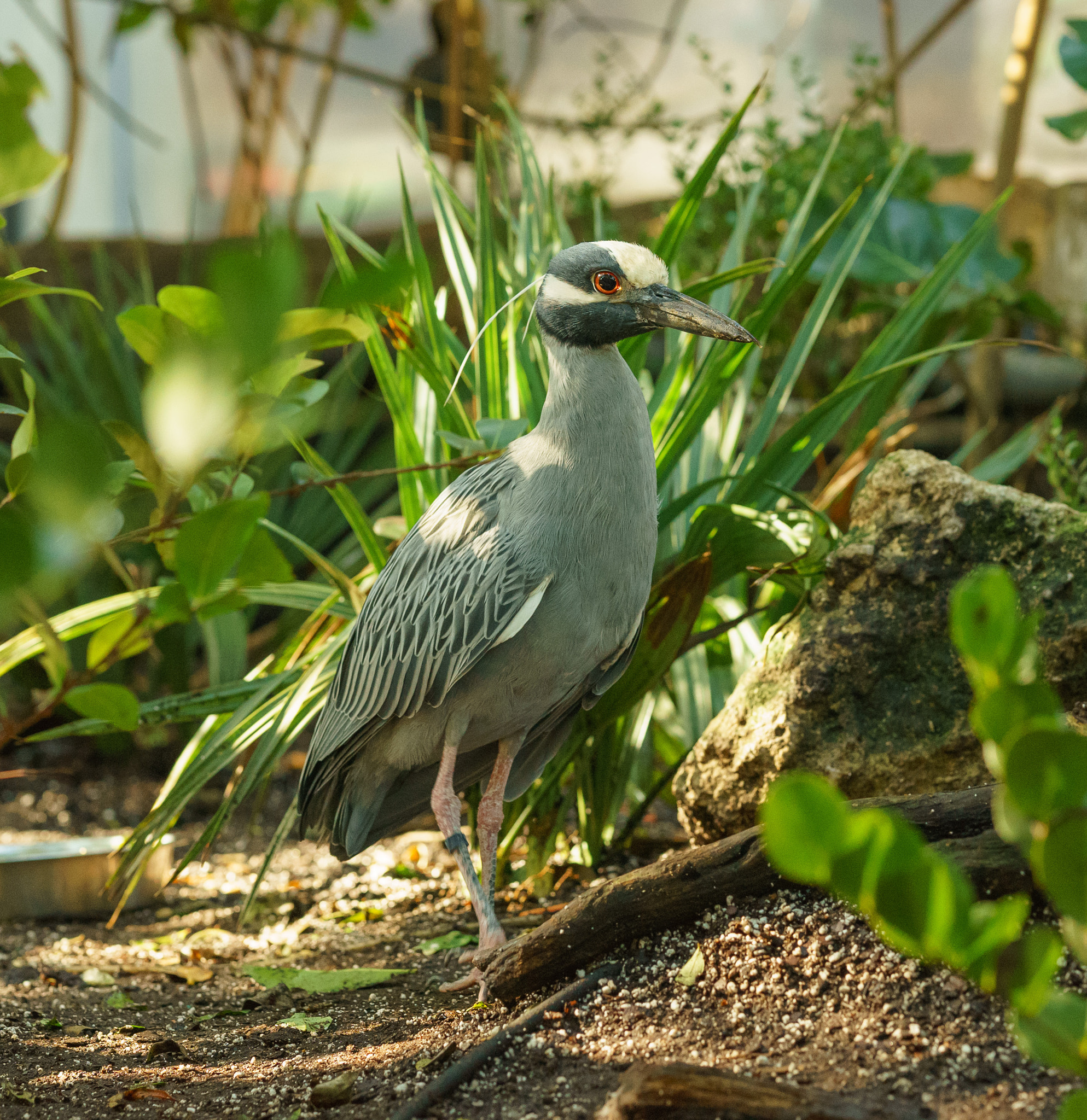 Sony a7 II + Sony FE 85mm F1.4 GM sample photo. Bird photography