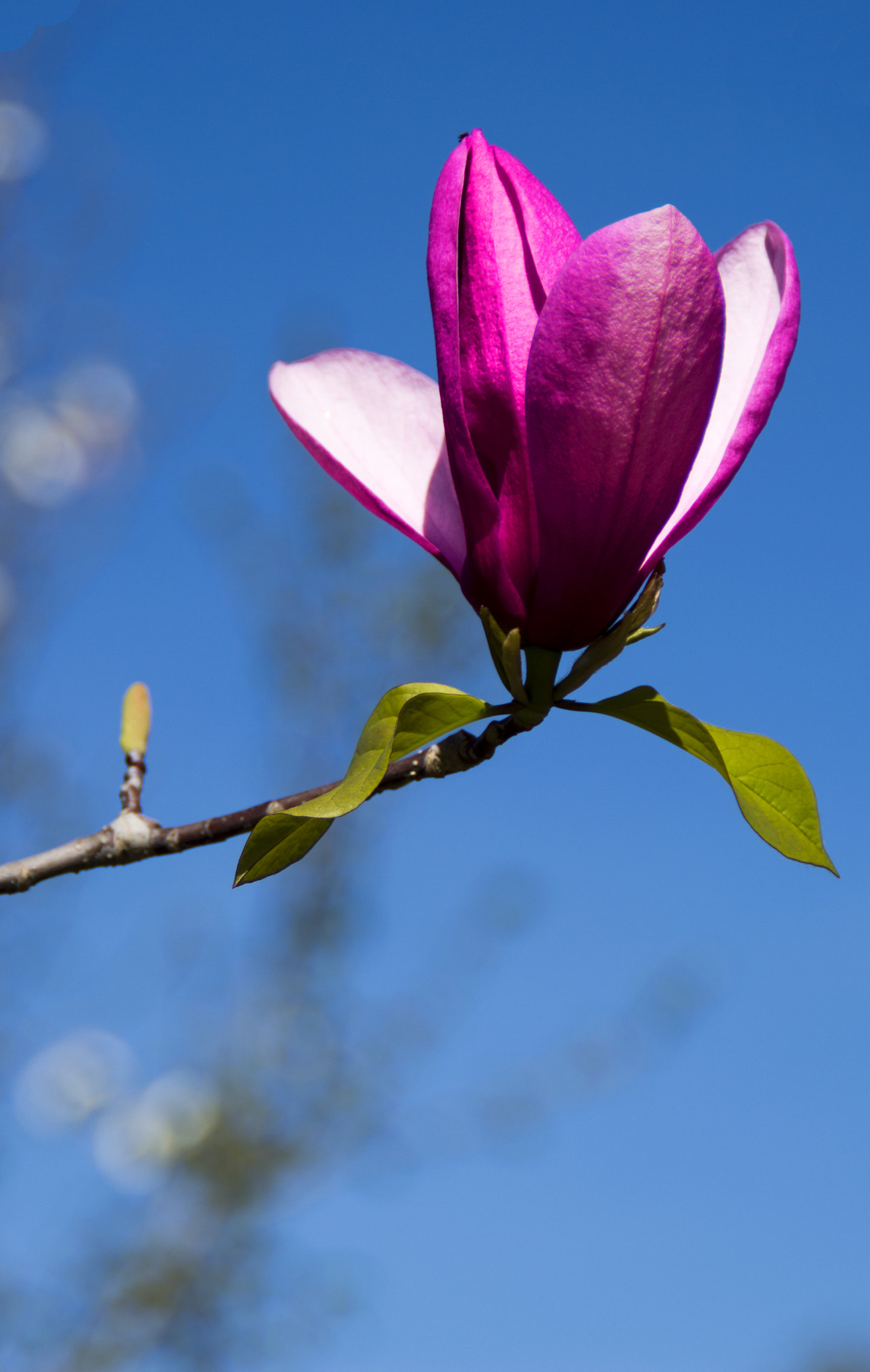 Nikon D3200 sample photo. Magnólia photography