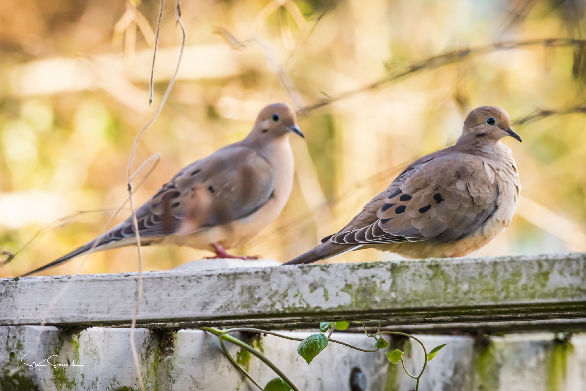 Nikon D800 sample photo. Mourning doves photography