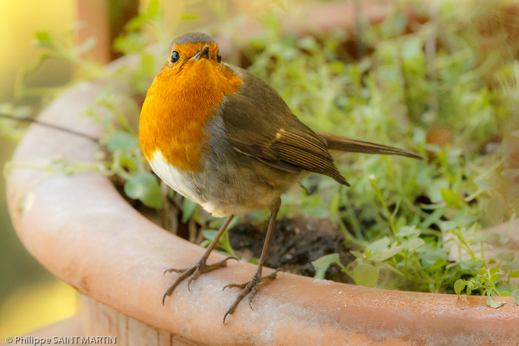 Canon EOS 60D + Canon EF 70-200mm F4L IS USM sample photo. Rouge-gorge - robin photography