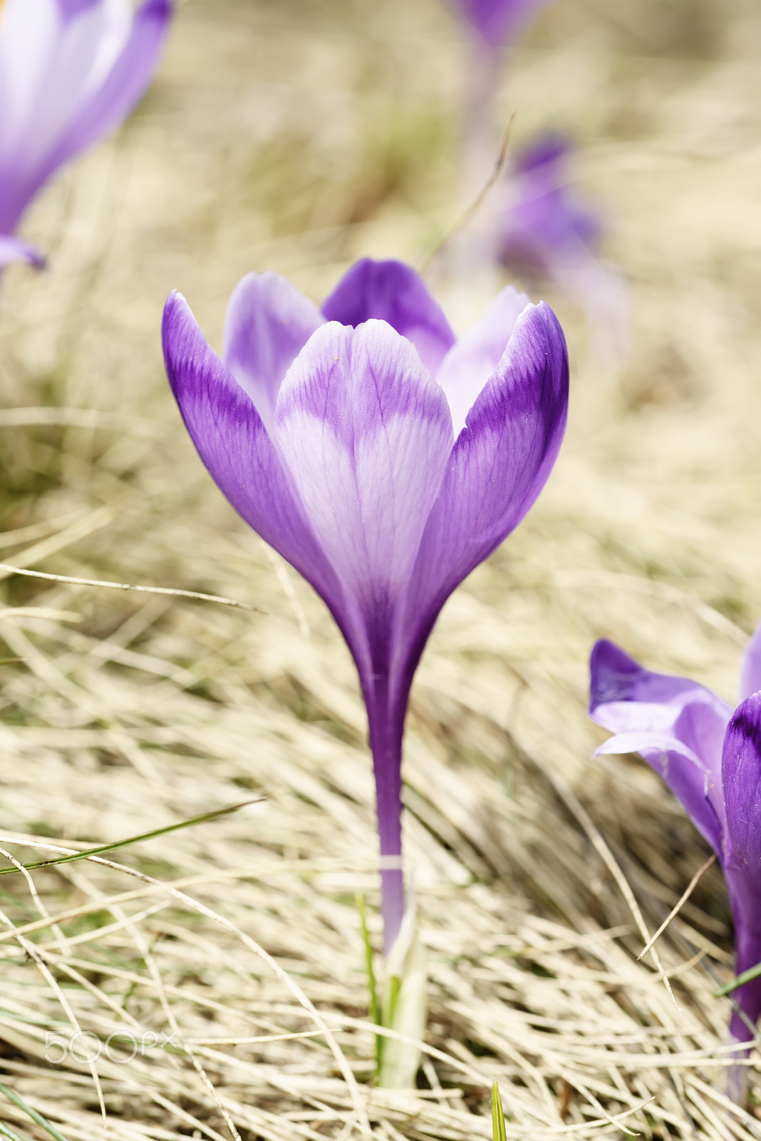 Nikon D750 + Nikon AF Micro-Nikkor 60mm F2.8D sample photo. Spring crocus flower photography