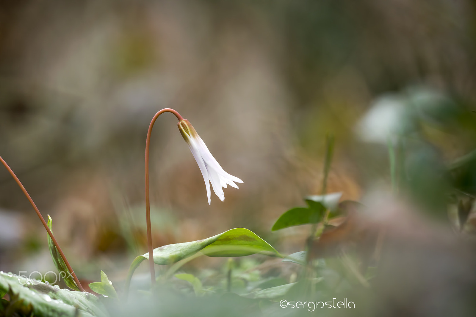 Sigma 150mm F2.8 EX DG Macro HSM sample photo. Risvegli nel sottobosco_______ photography