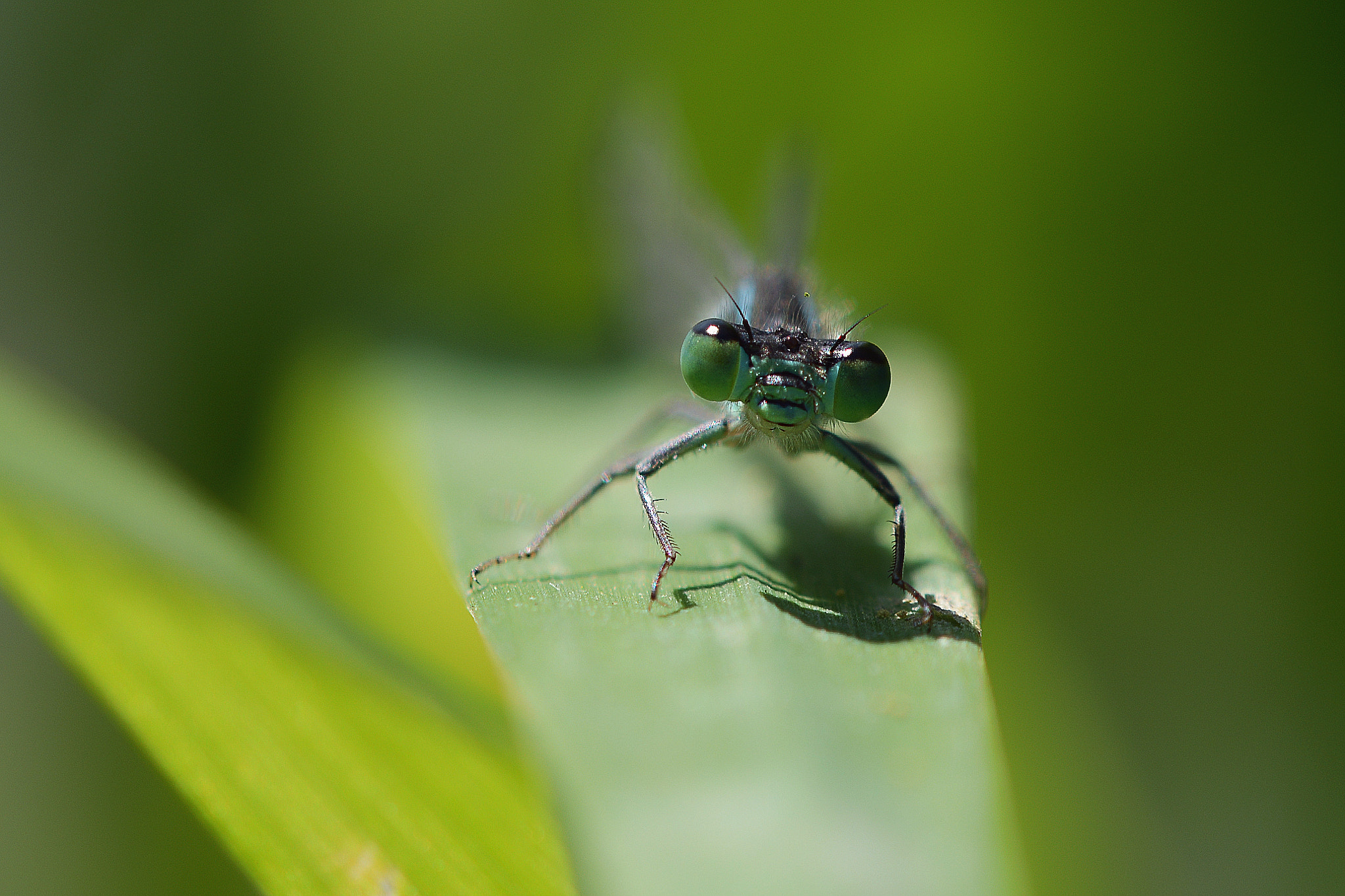 Sigma 105mm F2.8 EX DG OS HSM sample photo. Dsc photography