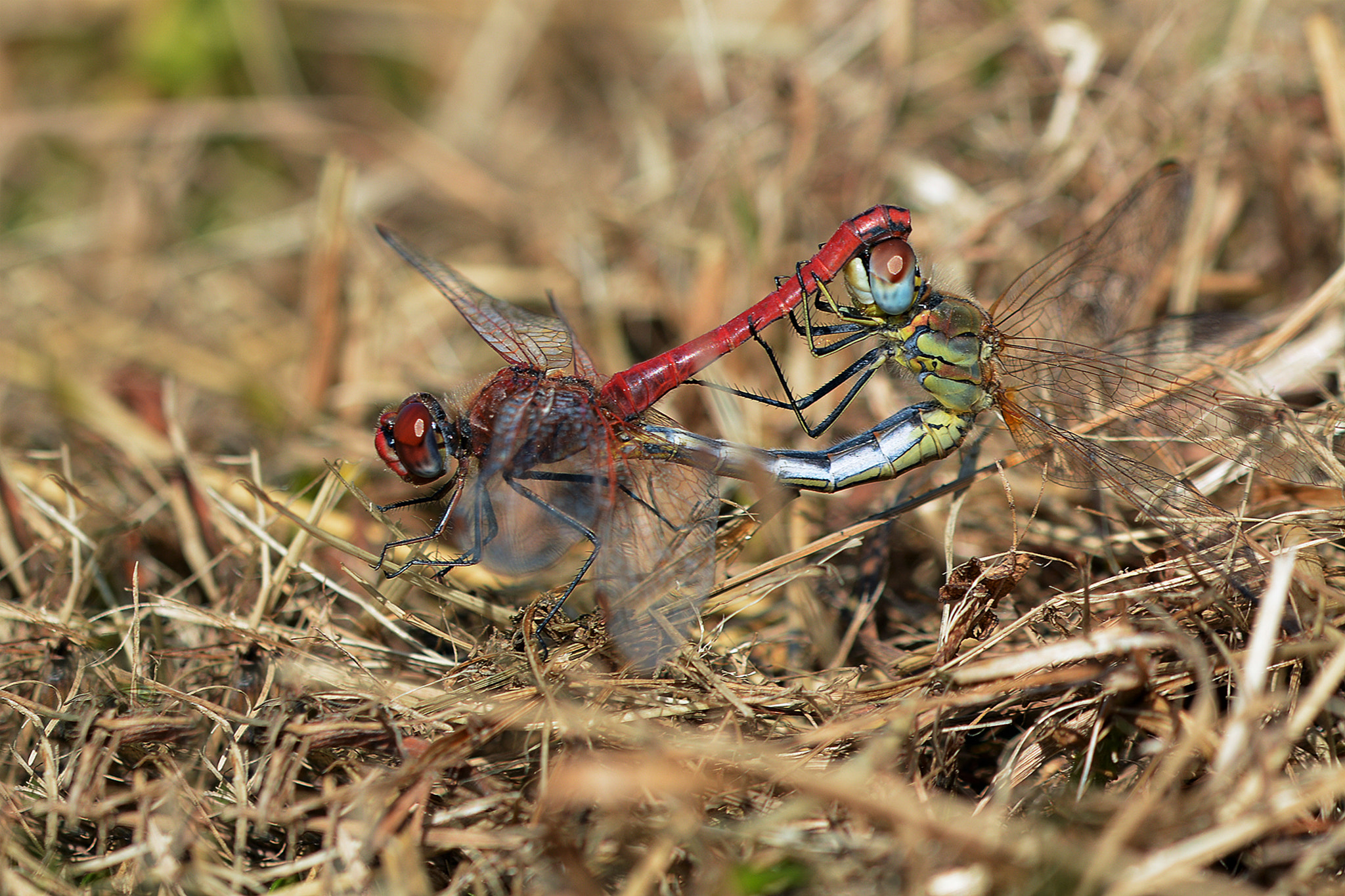 Sigma 105mm F2.8 EX DG OS HSM sample photo. Dsc photography