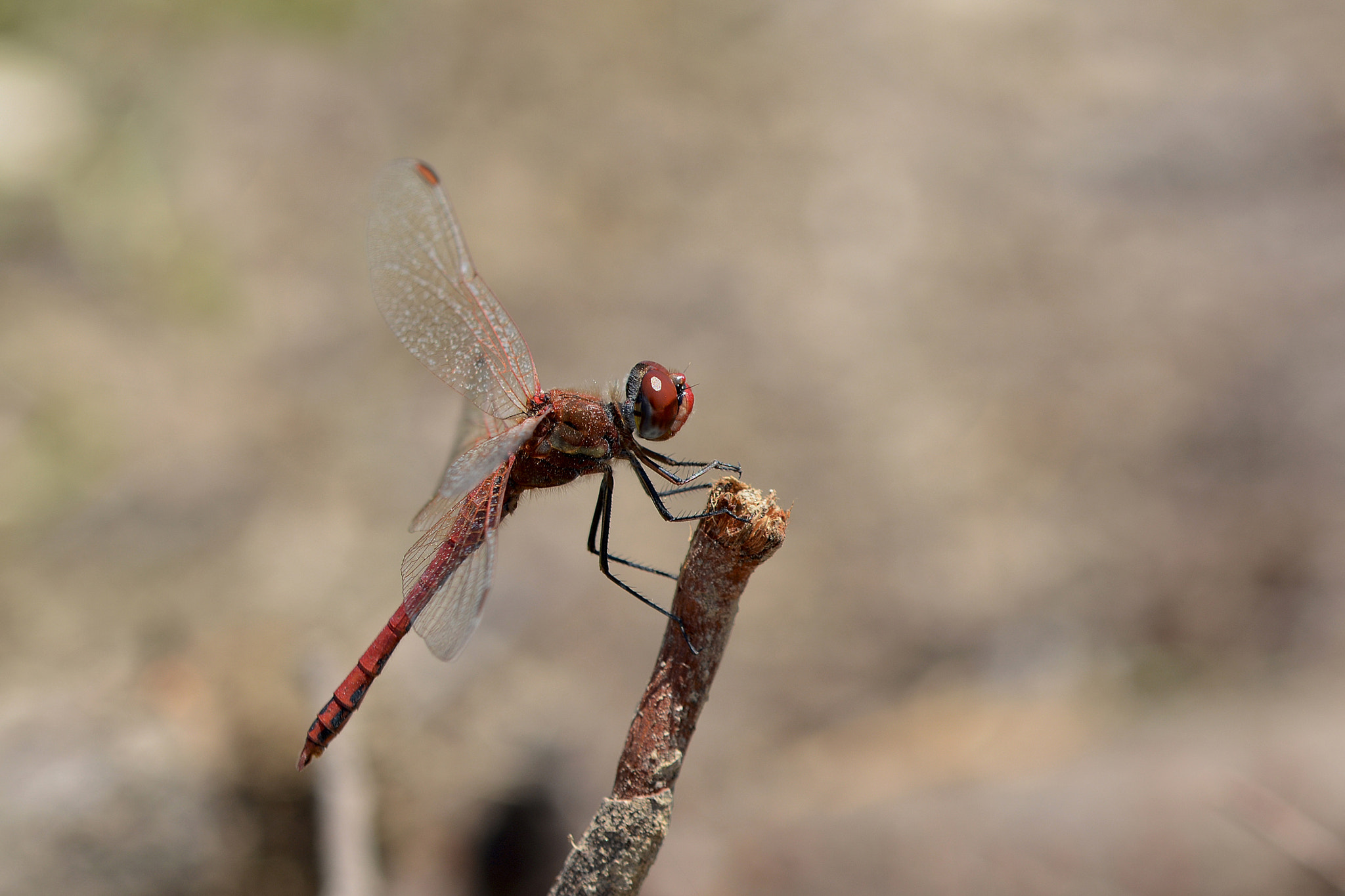 Sigma 105mm F2.8 EX DG OS HSM sample photo. Dsc photography