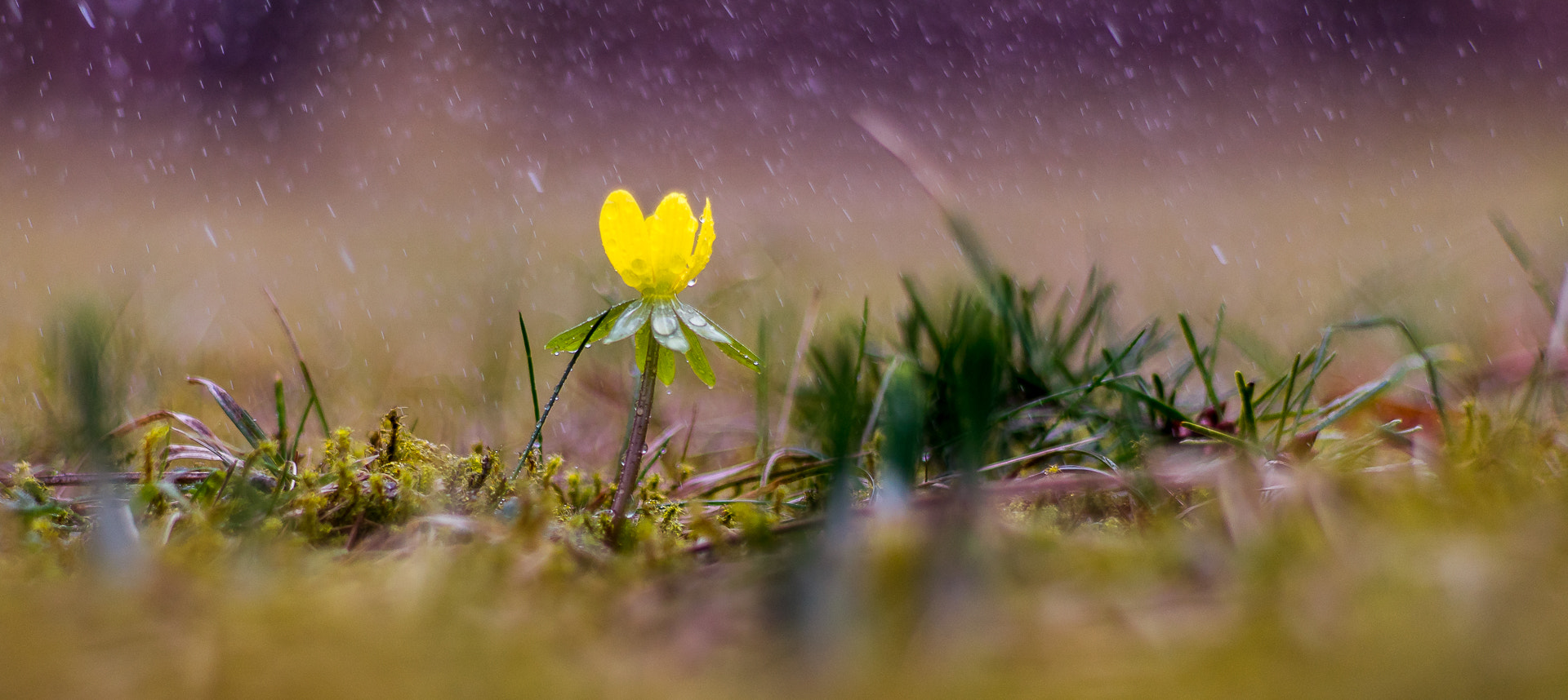 Sony a7R + Sony DT 50mm F1.8 SAM sample photo. Rain dancer  photography