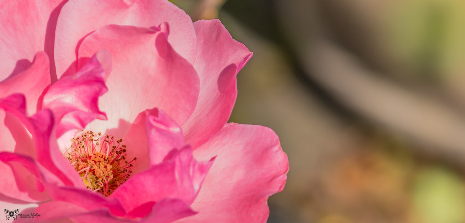 Canon EF-S 55-250mm F4-5.6 IS II sample photo. Taking a peek inside photography