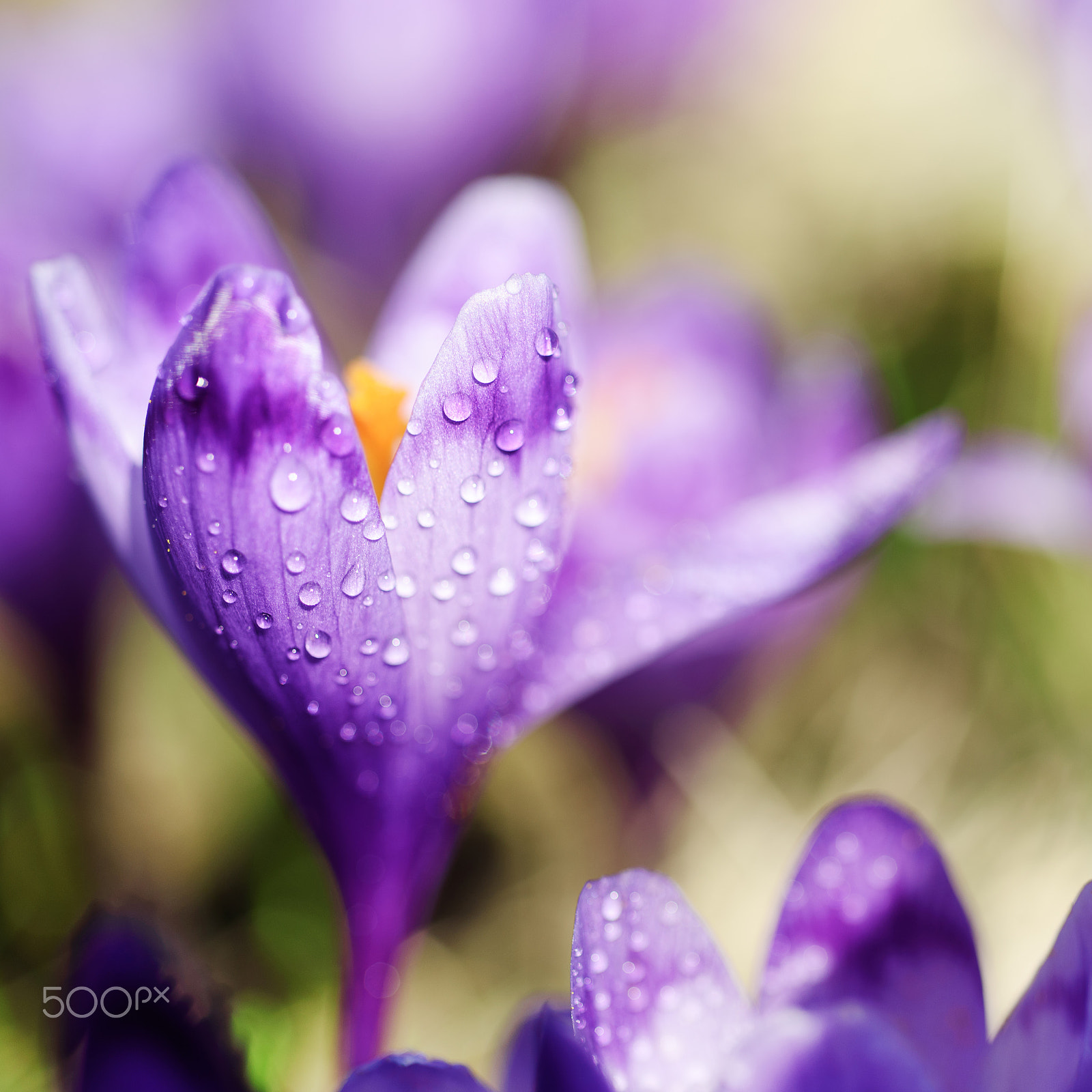 Nikon D750 + Nikon AF Micro-Nikkor 60mm F2.8D sample photo. Spring crocus flower photography