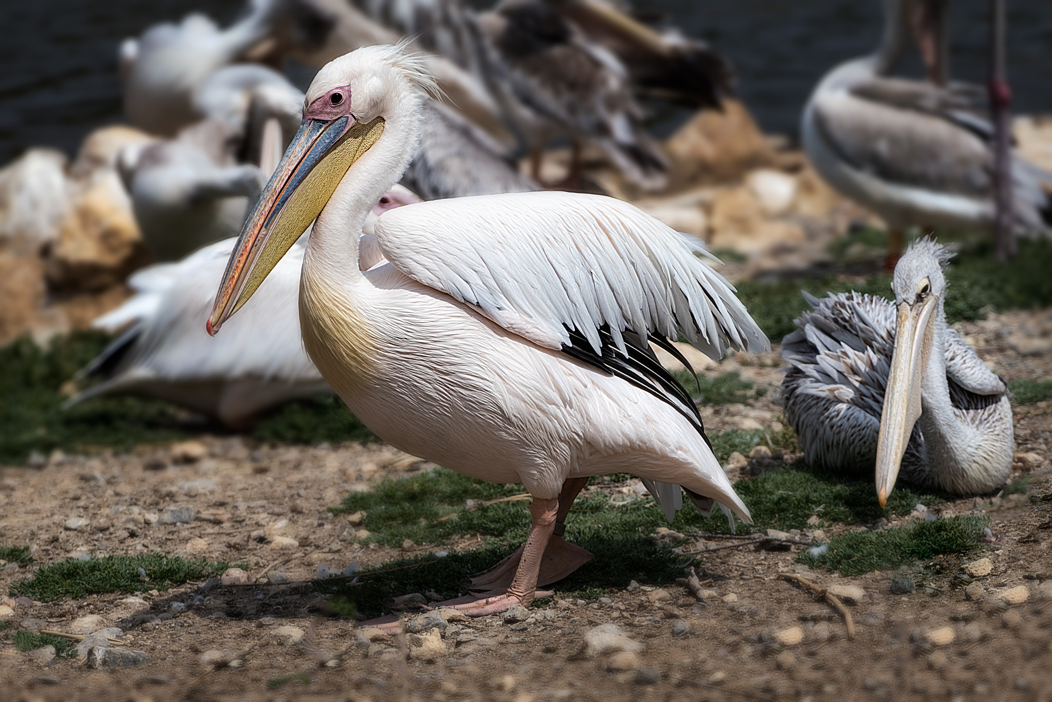 Canon EOS 80D + Canon EF 70-200mm F4L USM sample photo. Pelican photography