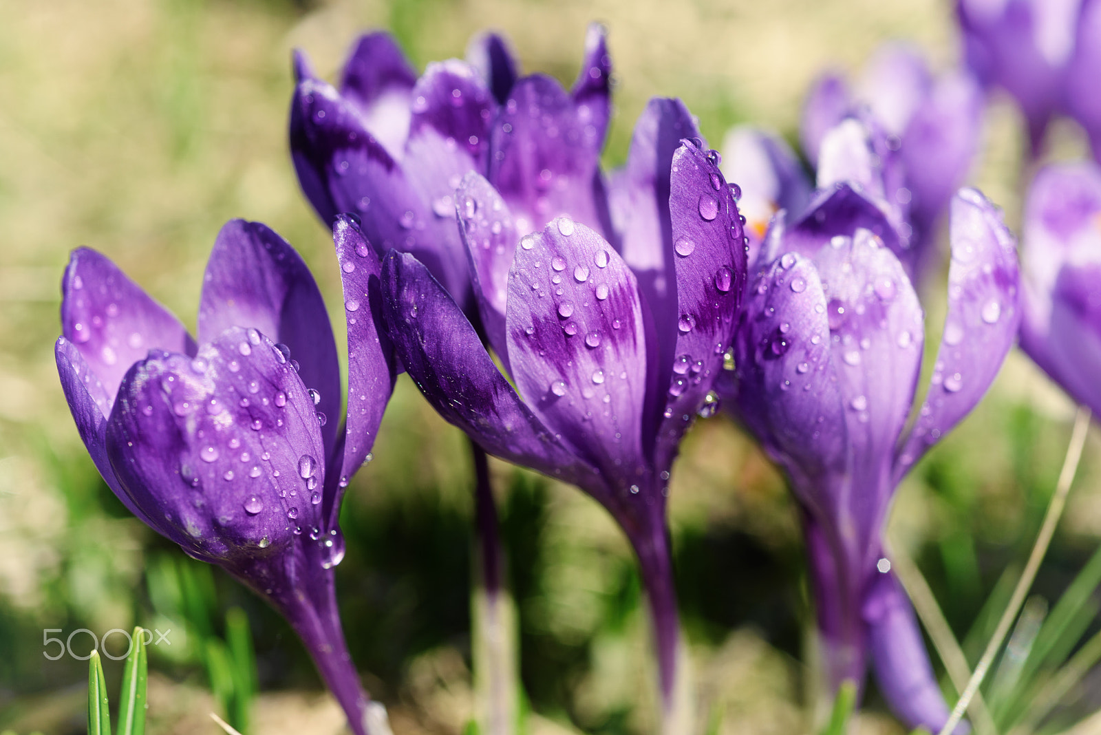 Nikon D750 + Nikon AF Micro-Nikkor 60mm F2.8D sample photo. Spring crocus flower photography