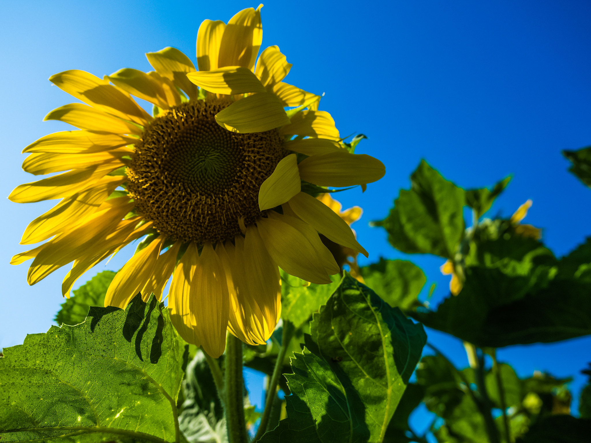 Olympus OM-D E-M10 + Olympus M.Zuiko Digital ED 12-40mm F2.8 Pro sample photo. Sunflower in the wind photography