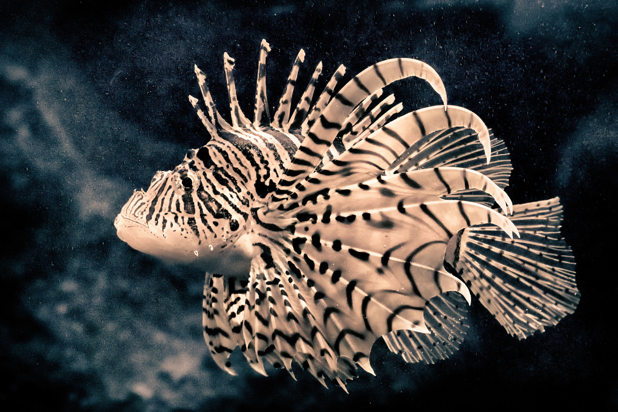 Nikon 1 Nikkor VR 30-110mm F3.8-5.6 sample photo. Luna lionfish photography