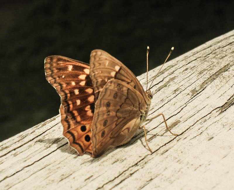 Canon PowerShot SD960 IS (Digital IXUS 110 IS / IXY Digital 510 IS) sample photo. Butterfly photography
