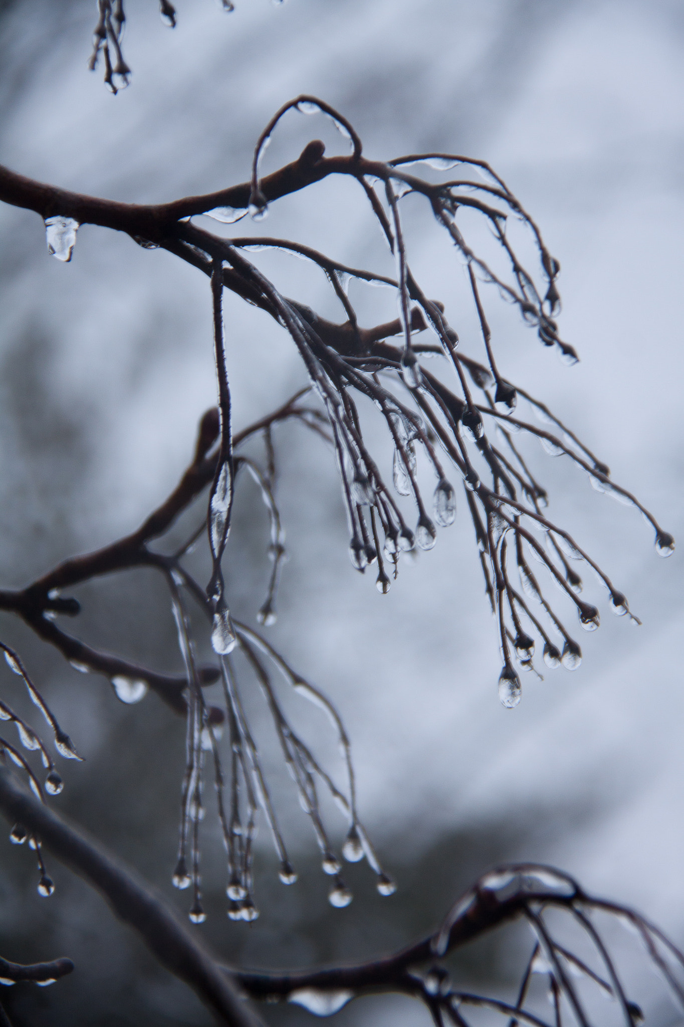 Canon EF-S 18-200mm F3.5-5.6 IS sample photo. Cold tears blues photography