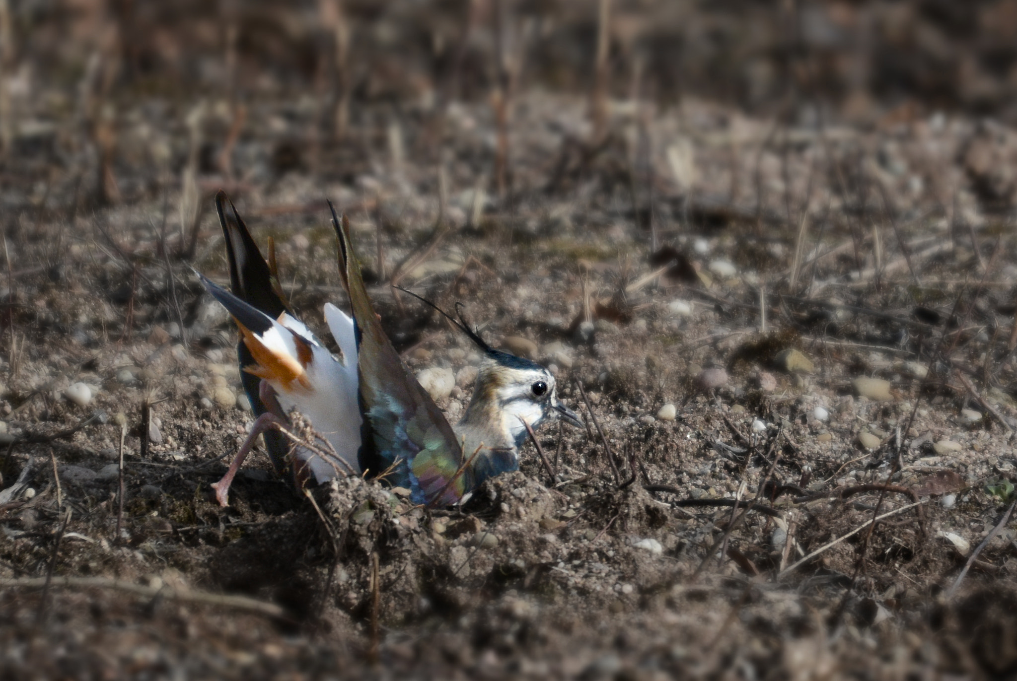 Nikon D7100 + Sigma 120-400mm F4.5-5.6 DG OS HSM sample photo. The lapwing photography