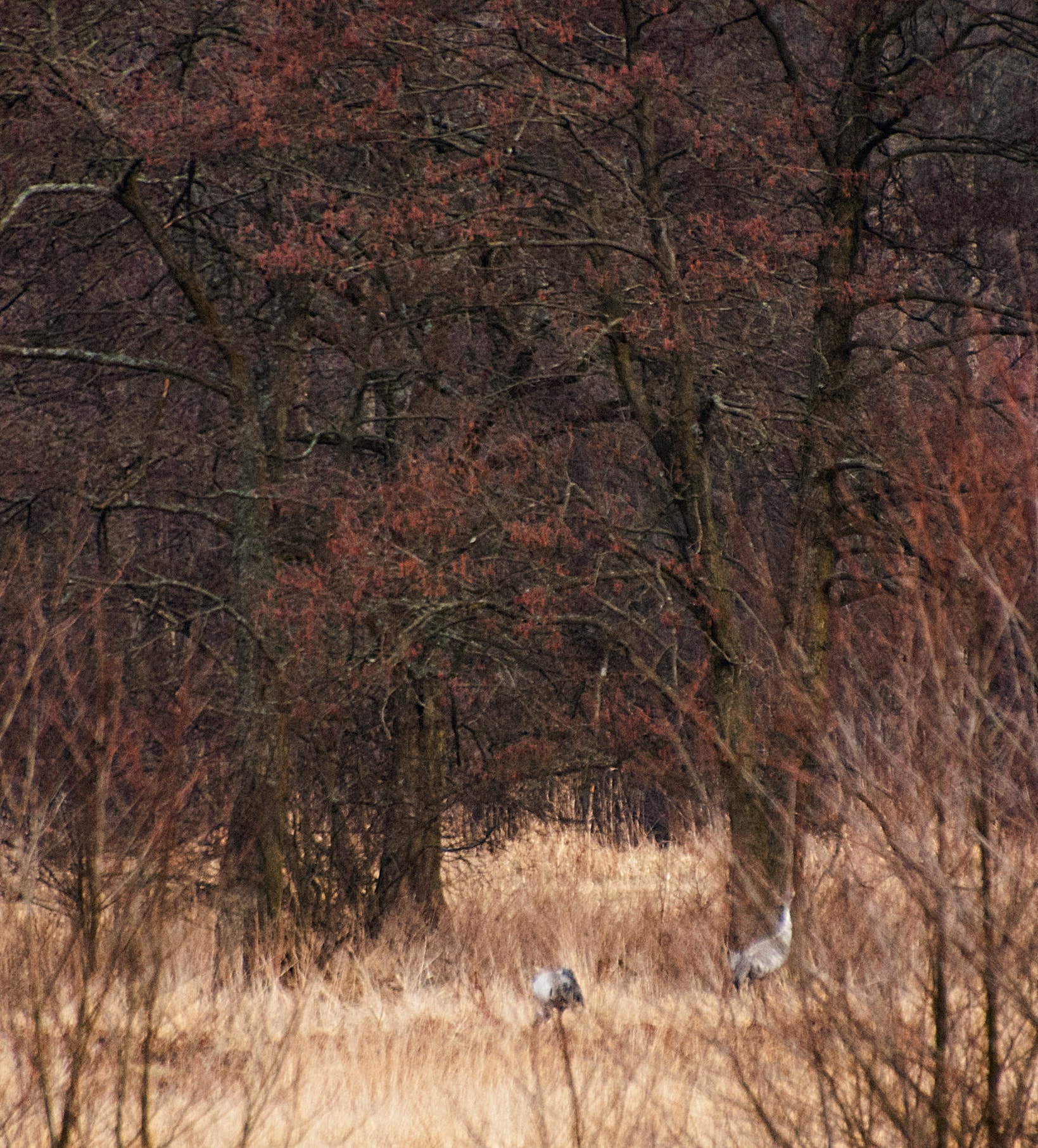 Sony Alpha DSLR-A300 + DT 18-270mm F3.5-6.3 SSM sample photo. Zobaczyłam je... daleko, na mokradłach photography