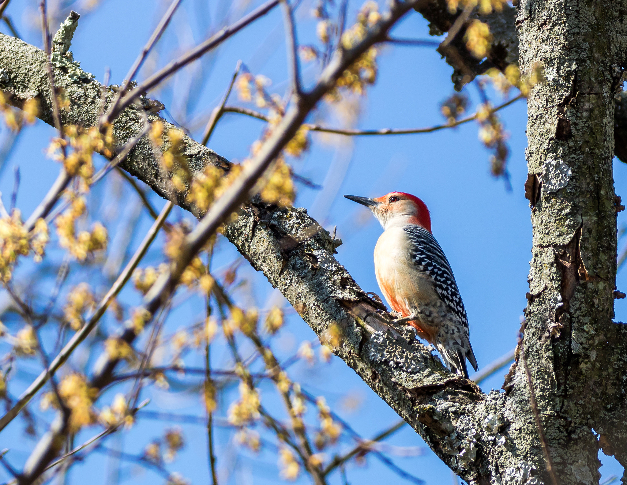 Canon EOS 750D (EOS Rebel T6i / EOS Kiss X8i) sample photo. Red-bellied woodpecker photography