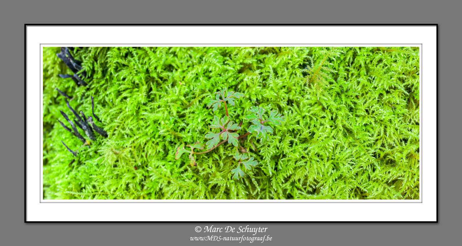 Canon EOS 5D Mark II + Canon TS-E 24.0mm f/3.5 L II sample photo. Spring&fall photography